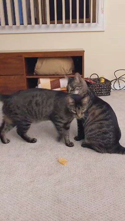 Enlarge Vito & Vinnie, a Adoptable Domestic Short Hair in Syracuse, NY video 2/6