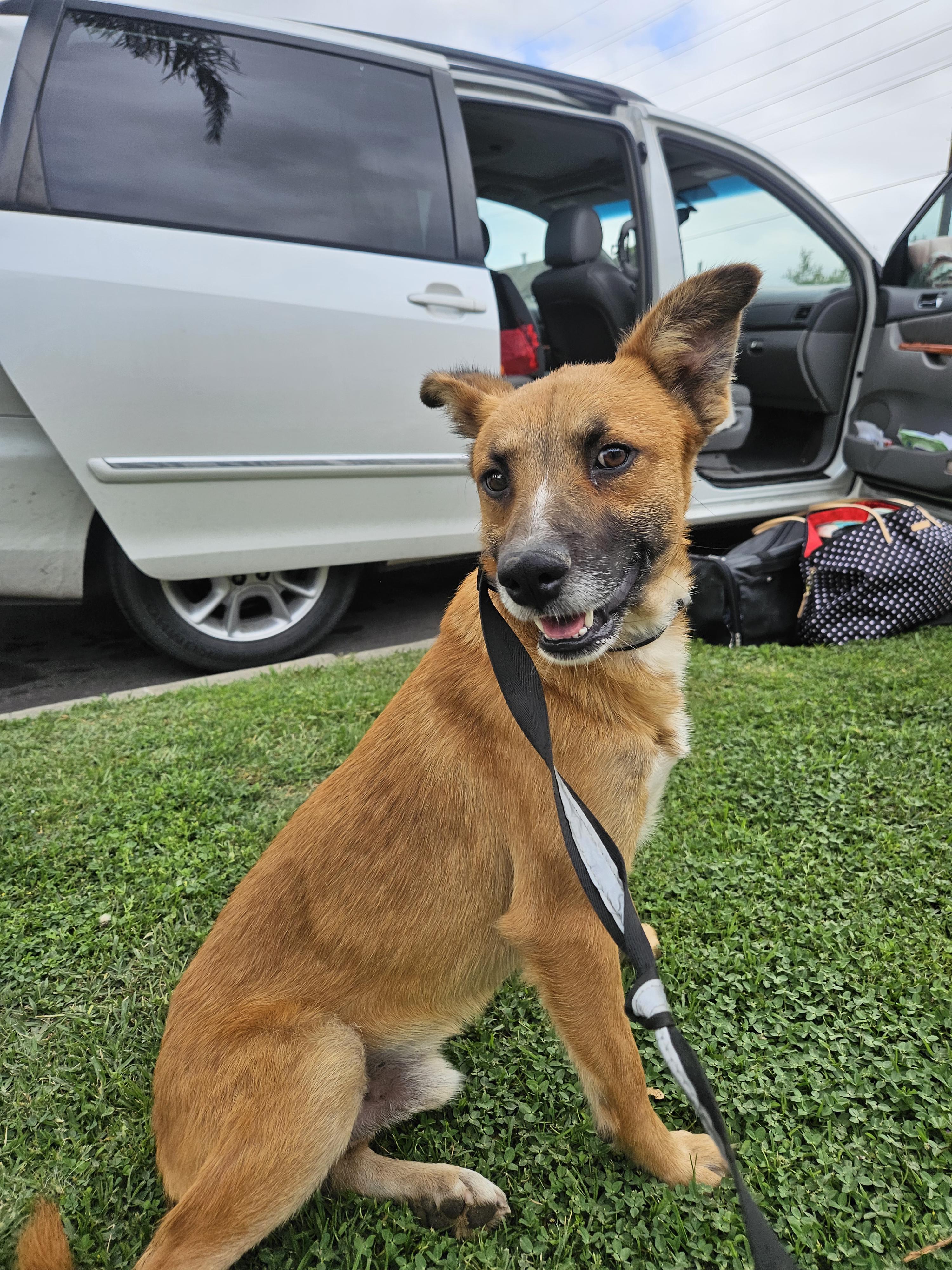 Ted, a Adoptable mixed breed in Los Angeles, CA image 1/4