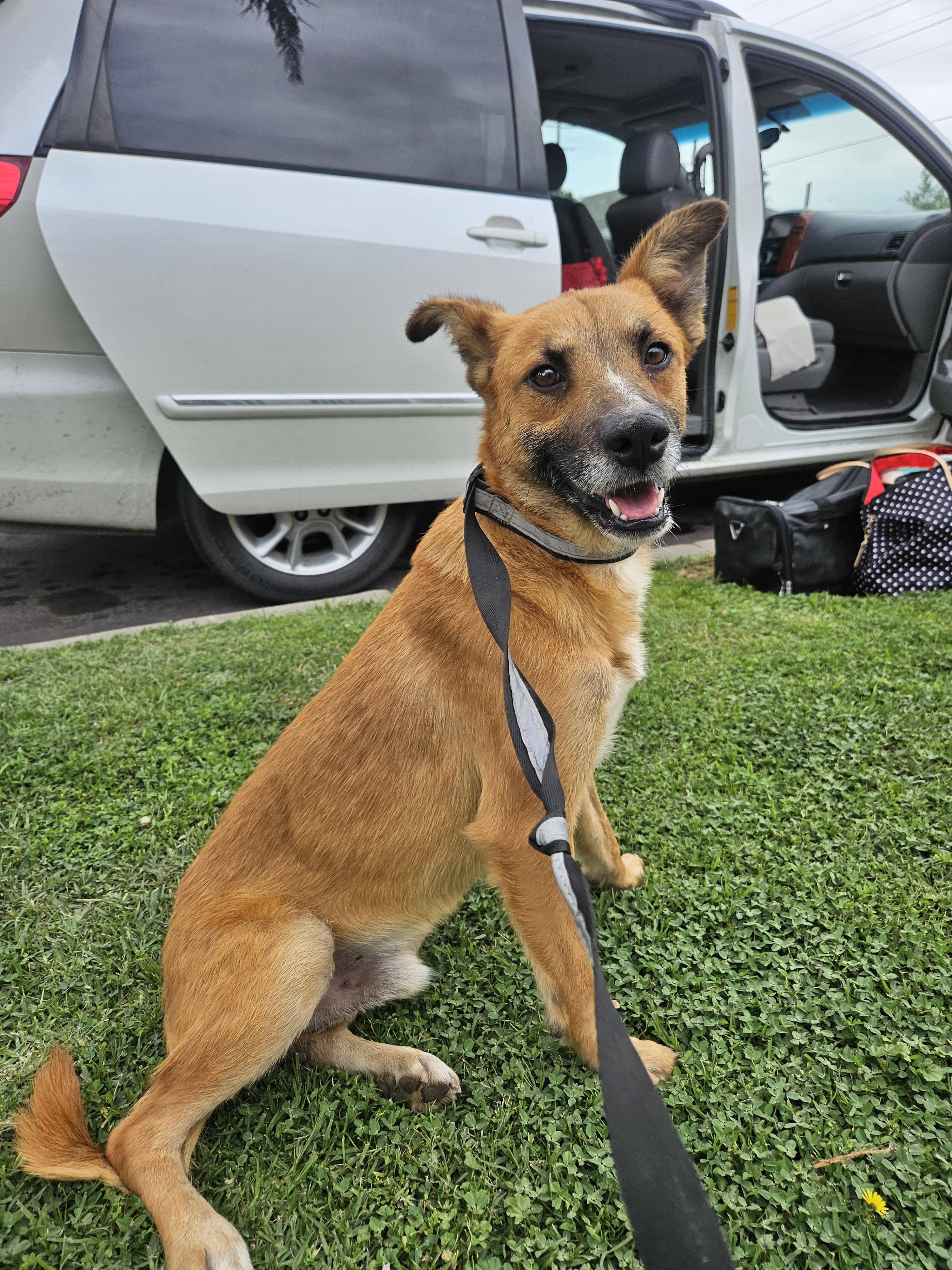 Ted, a Adoptable mixed breed in Los Angeles, CA image 2/4