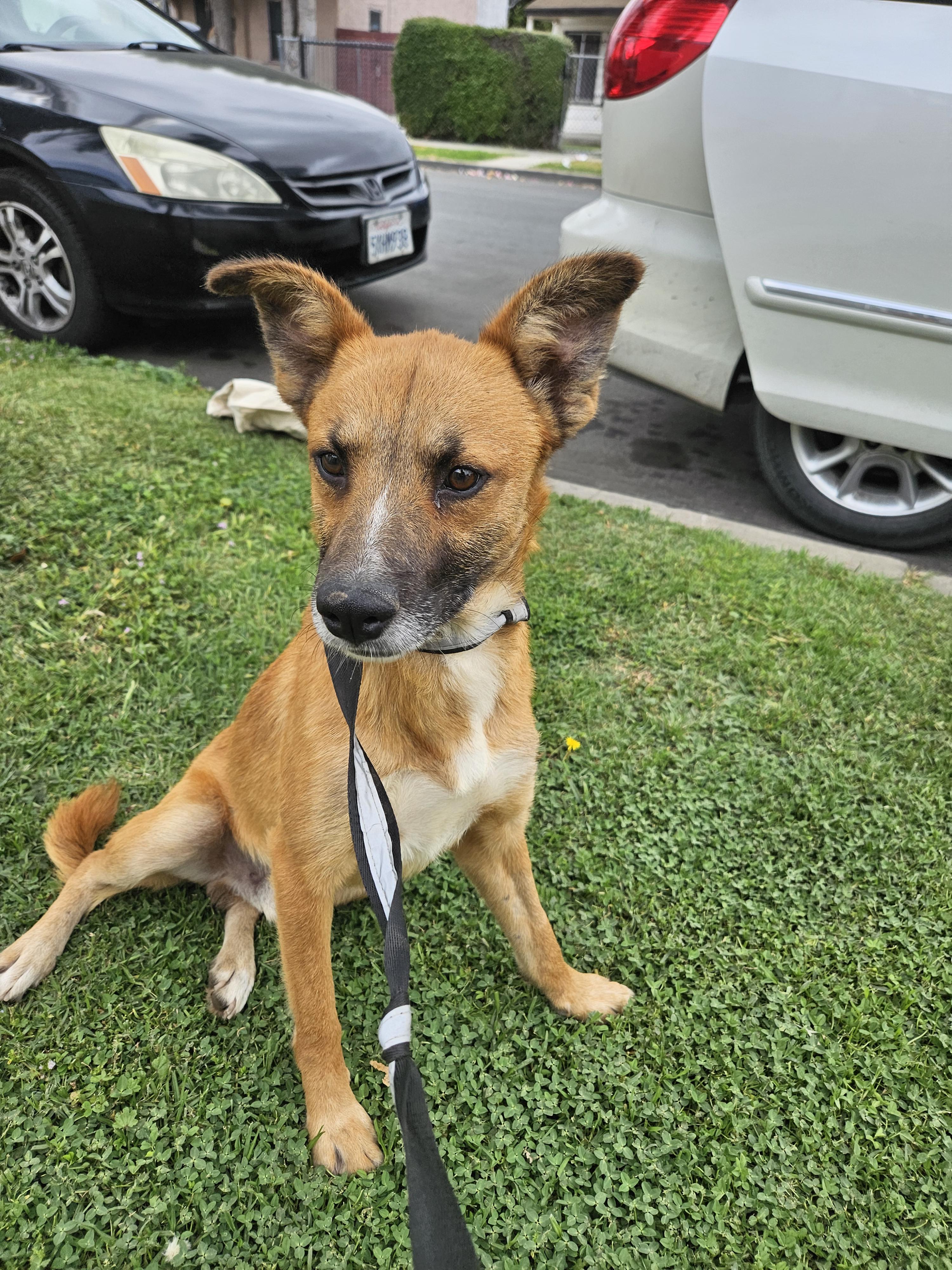 Ted, a Adoptable mixed breed in Los Angeles, CA image 3/4