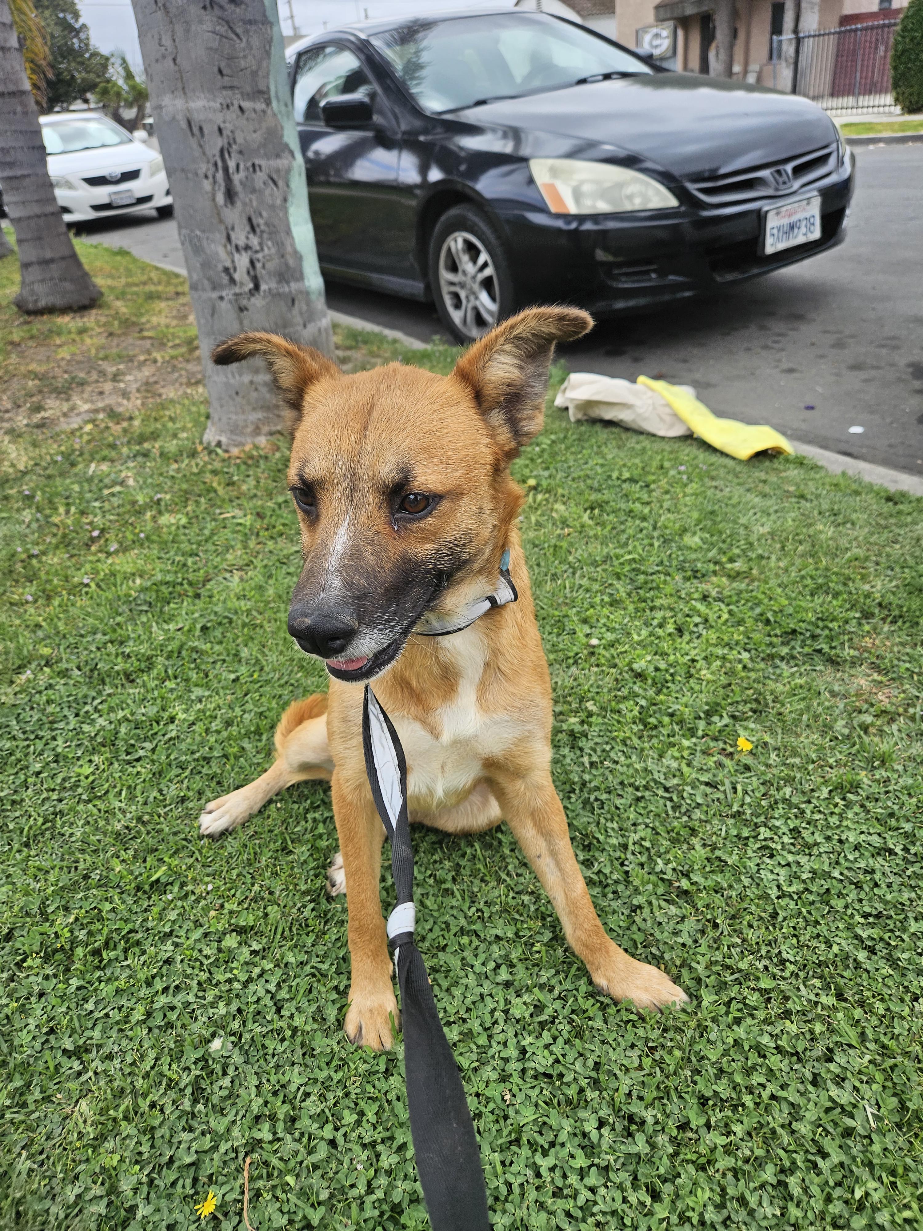 Ted, a Adoptable mixed breed in Los Angeles, CA image 4/4