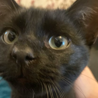 Enlarge Sunny, a Adopted Domestic Short Hair in Brooklyn, NY image 1/4