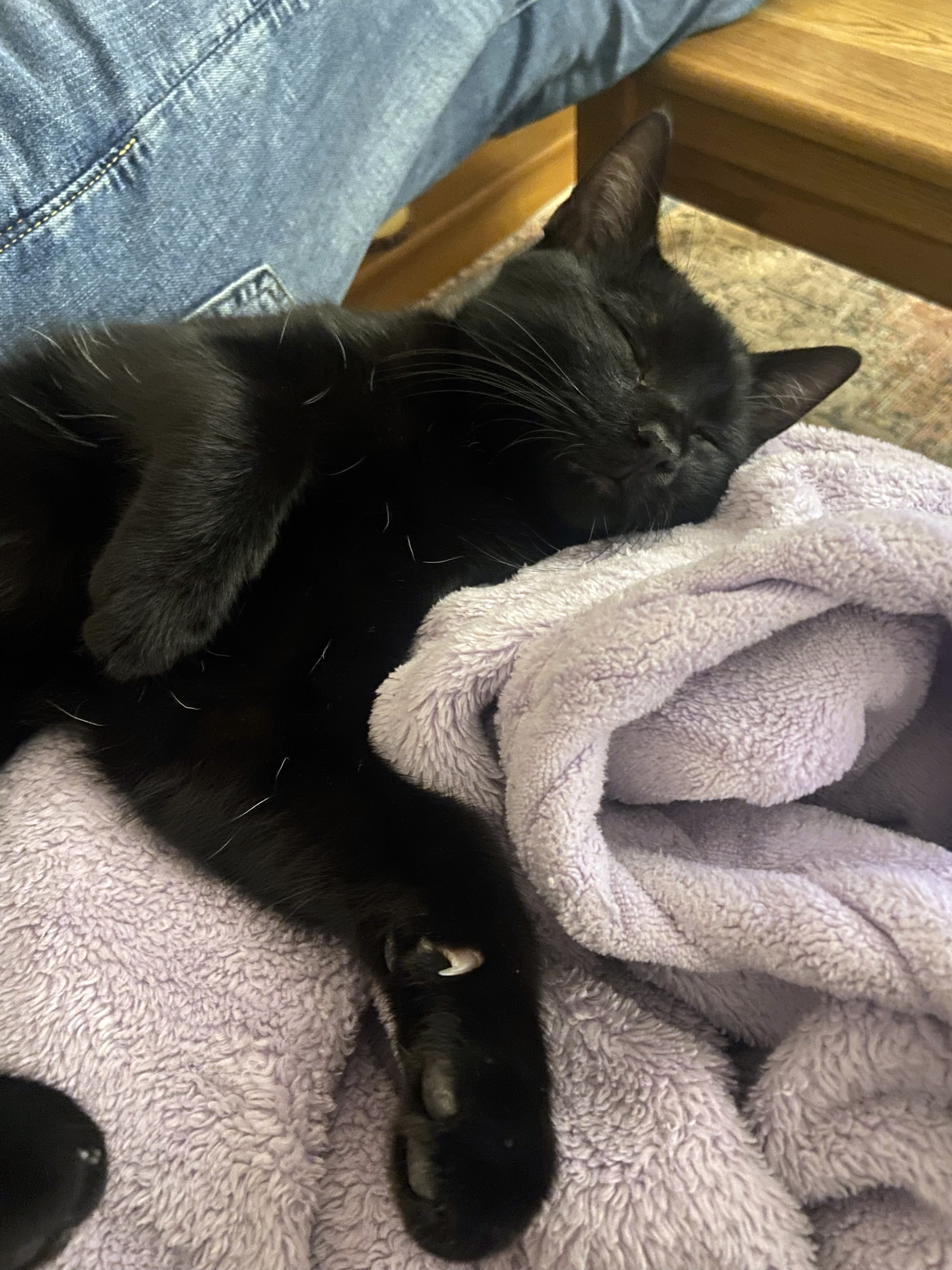 Enlarge Sunny, a Adopted Domestic Short Hair in Brooklyn, NY image 2/4