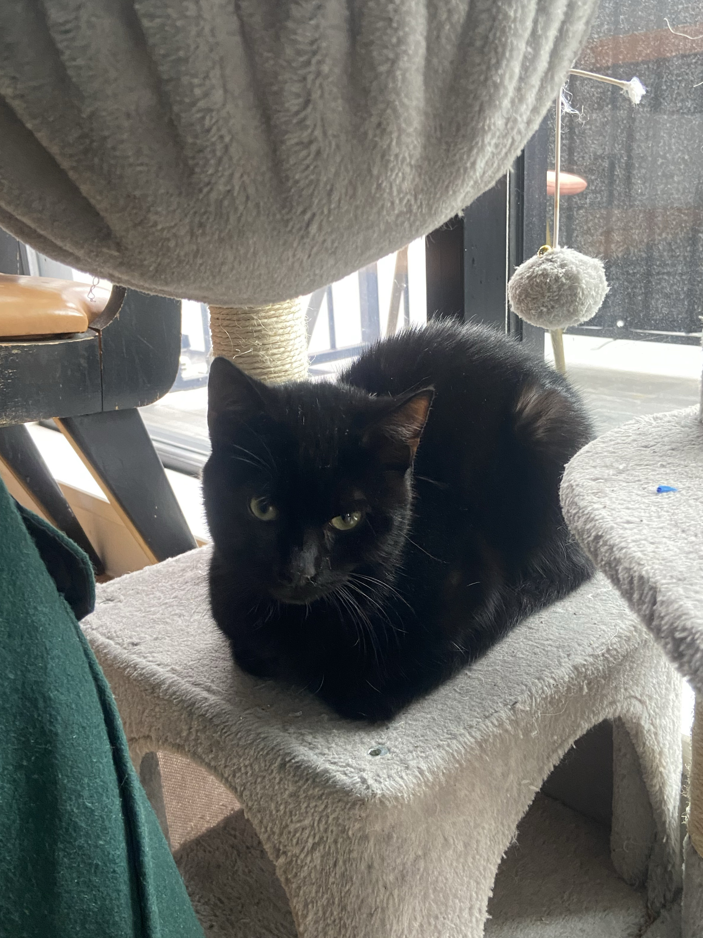 Enlarge Sunny, a Adopted Domestic Short Hair in Brooklyn, NY image 3/4