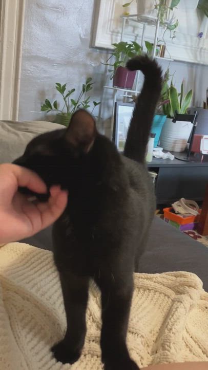 Enlarge Sunny, a Adopted Domestic Short Hair in Brooklyn, NY video 4/4