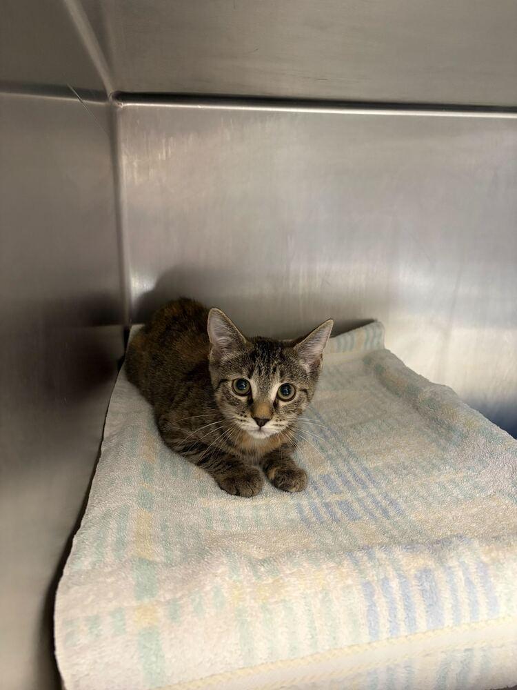 Clippy, Adoptable, Kitten Female Domestic Short Hair.