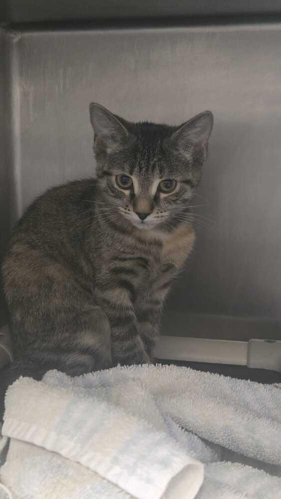 Enlarge Clippy, a Adoptable mixed breed in Bowling Green, OH image 4/4