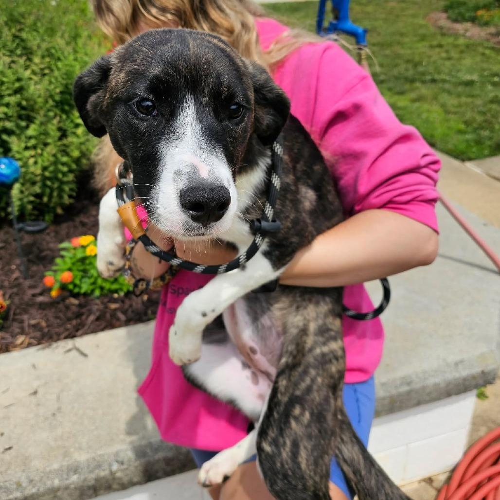 Enlarge General Paws, a Adoptable mixed breed in Martinsville, VA image 1/6
