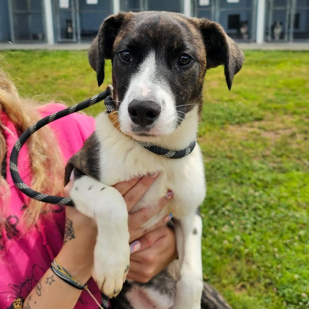 Enlarge General Paws, a Adoptable mixed breed in Martinsville, VA image 2/6