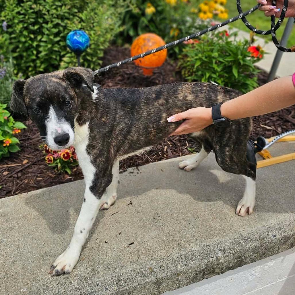 Enlarge General Paws, a Adoptable mixed breed in Martinsville, VA image 3/6