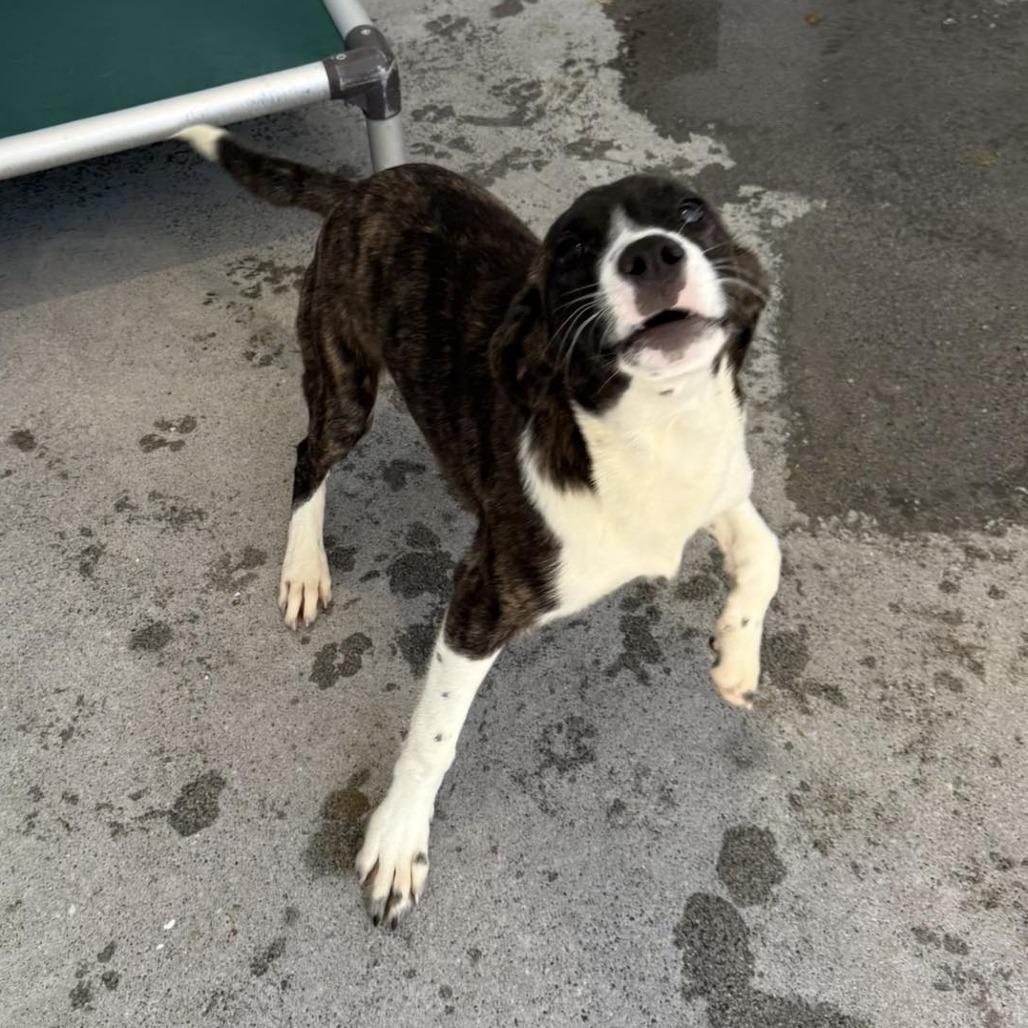 Enlarge General Paws, a Adoptable mixed breed in Martinsville, VA image 4/6