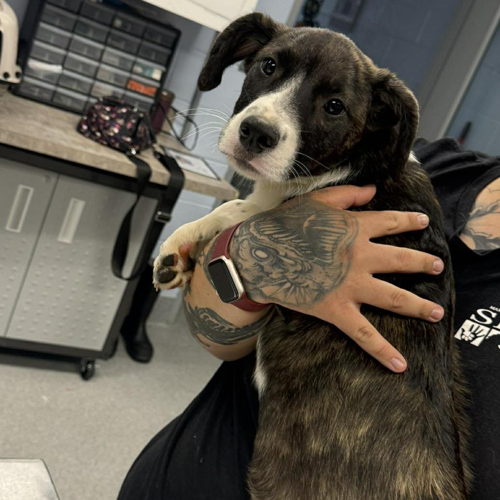 Enlarge General Paws, a Adoptable mixed breed in Martinsville, VA image 1/1