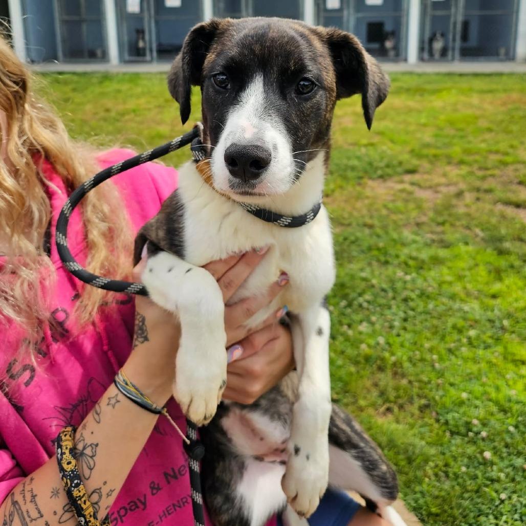 Enlarge General Paws, a Adoptable mixed breed in Martinsville, VA image 6/6