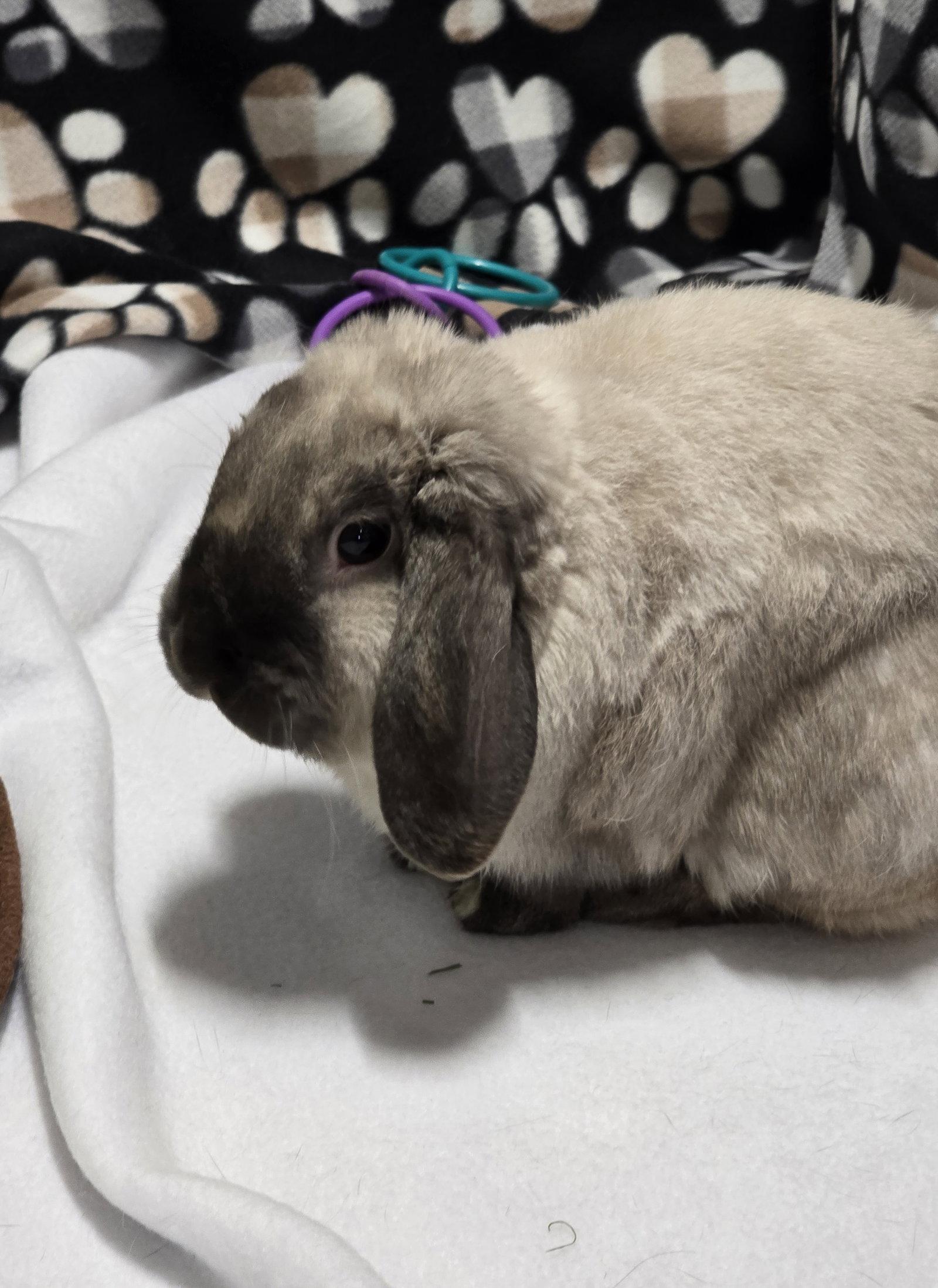 Dobby, Adoptable, Young Male Mini Lop.