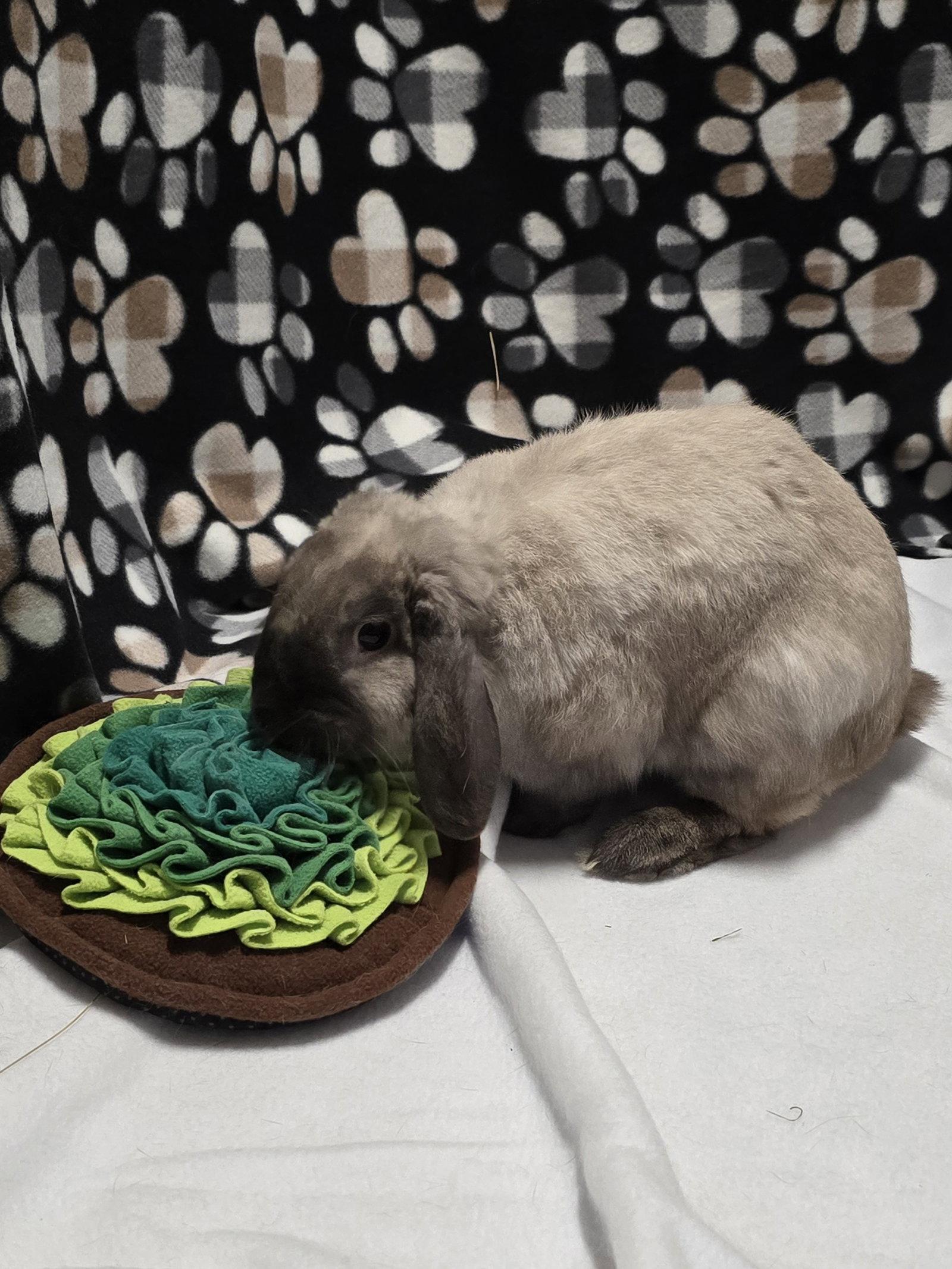 Enlarge Dobby, a Adoptable Mini Lop in Philadelphia, PA image 2/3