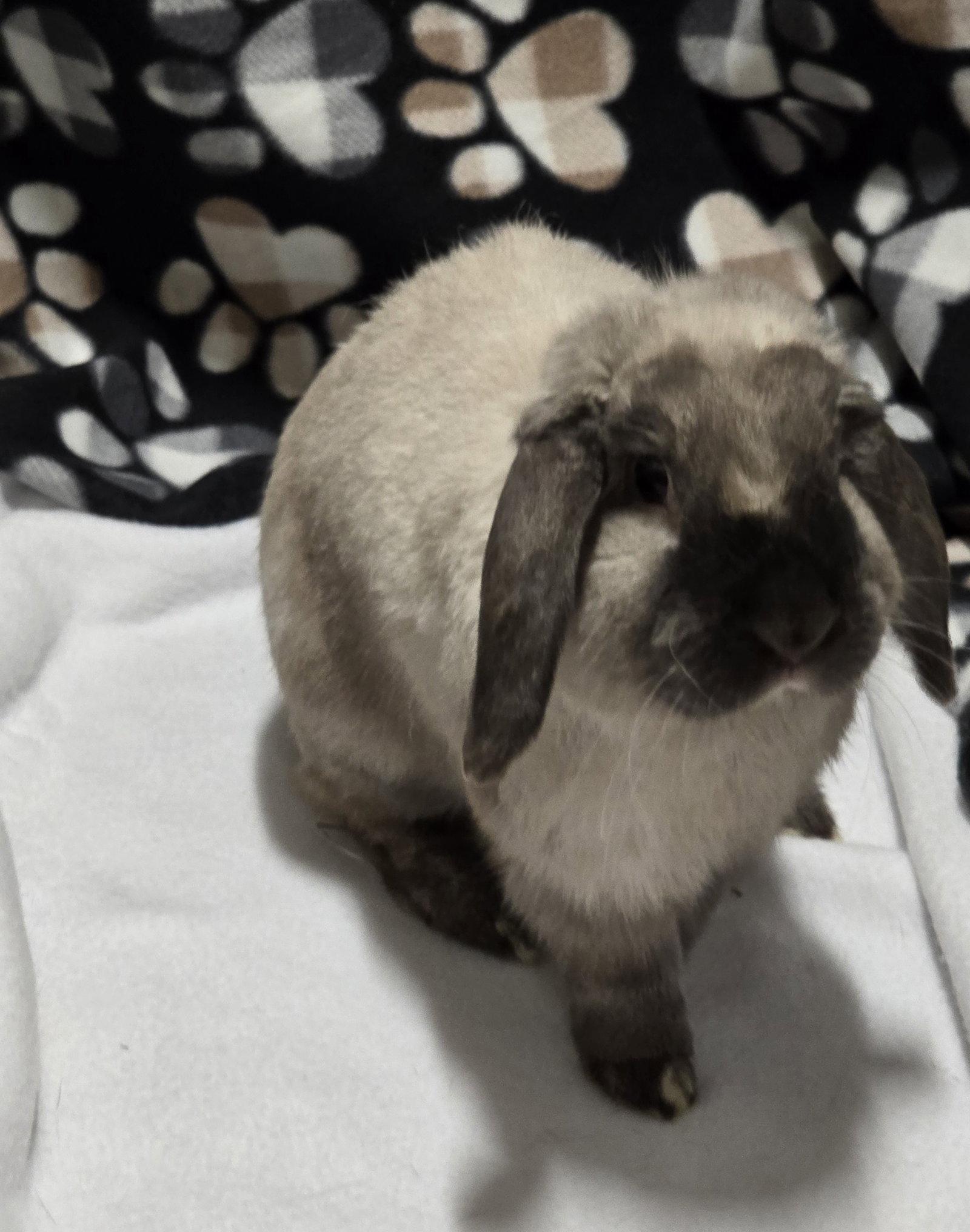 Enlarge Dobby, a Adoptable Mini Lop in Philadelphia, PA image 3/3