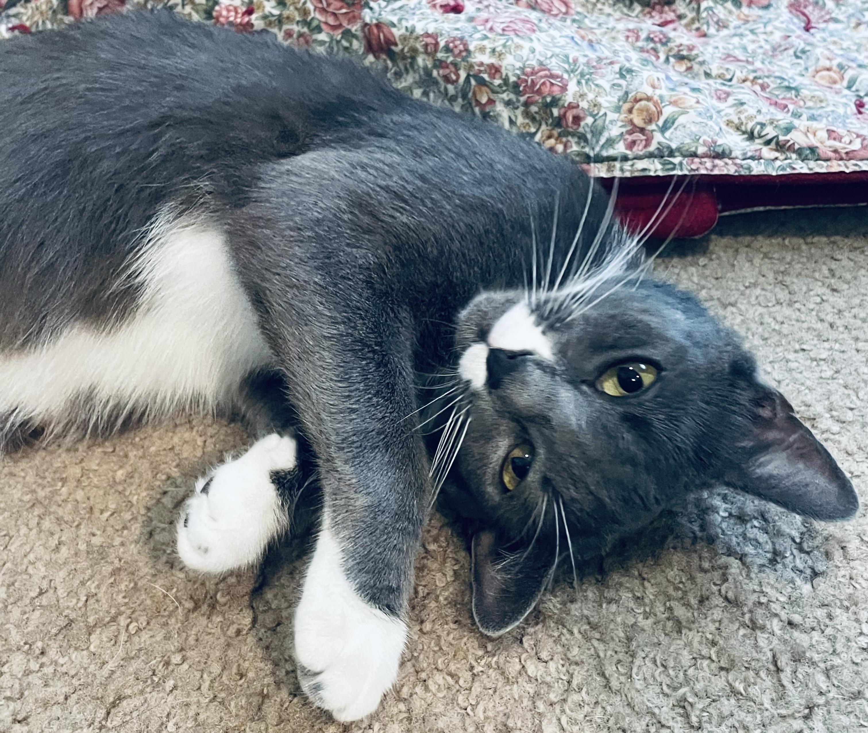 Enlarge Moon, a Adoptable Domestic Short Hair in Fayetteville, NC image 3/6