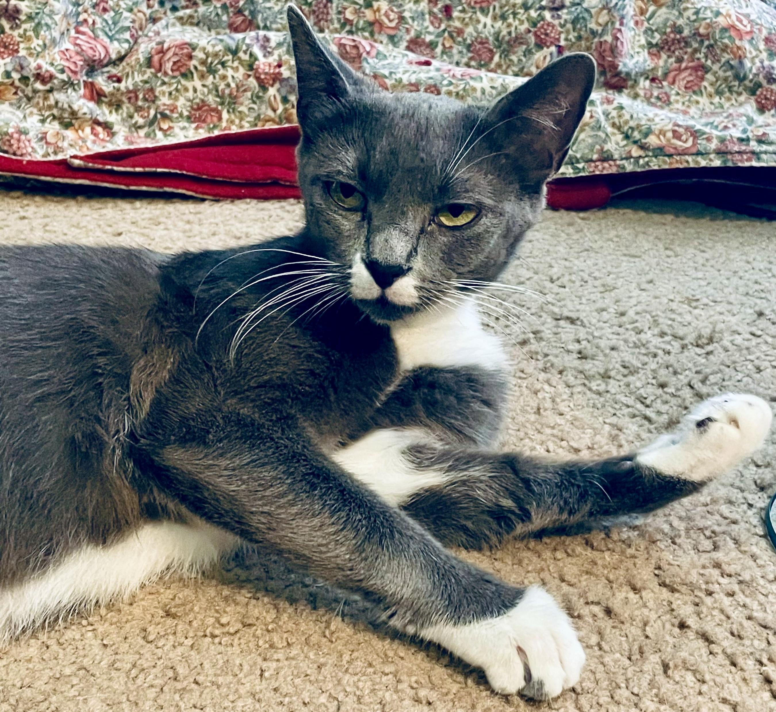 Enlarge Moon, a Adoptable Domestic Short Hair in Fayetteville, NC image 2/6