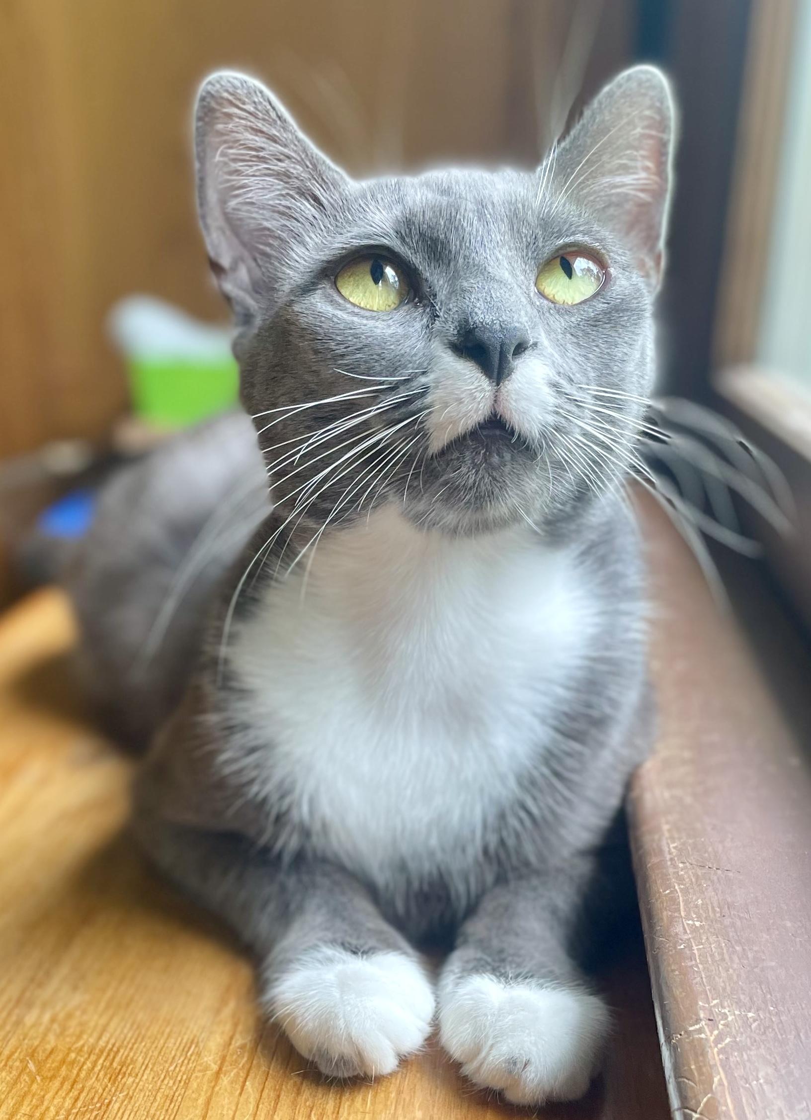 Moon, Adoptable, Adult Female Domestic Short Hair.