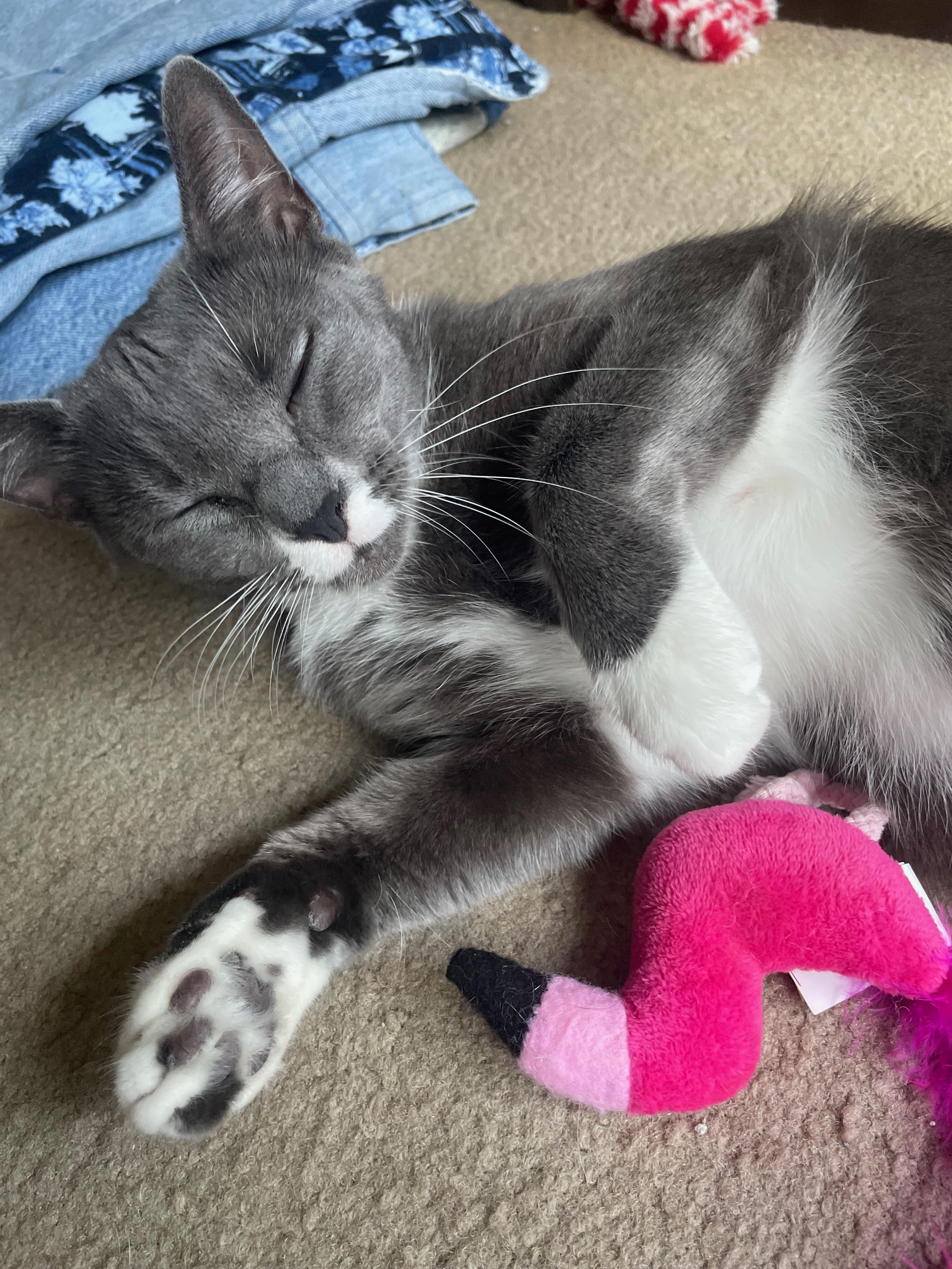 Enlarge Moon, a Adoptable Domestic Short Hair in Fayetteville, NC image 5/6