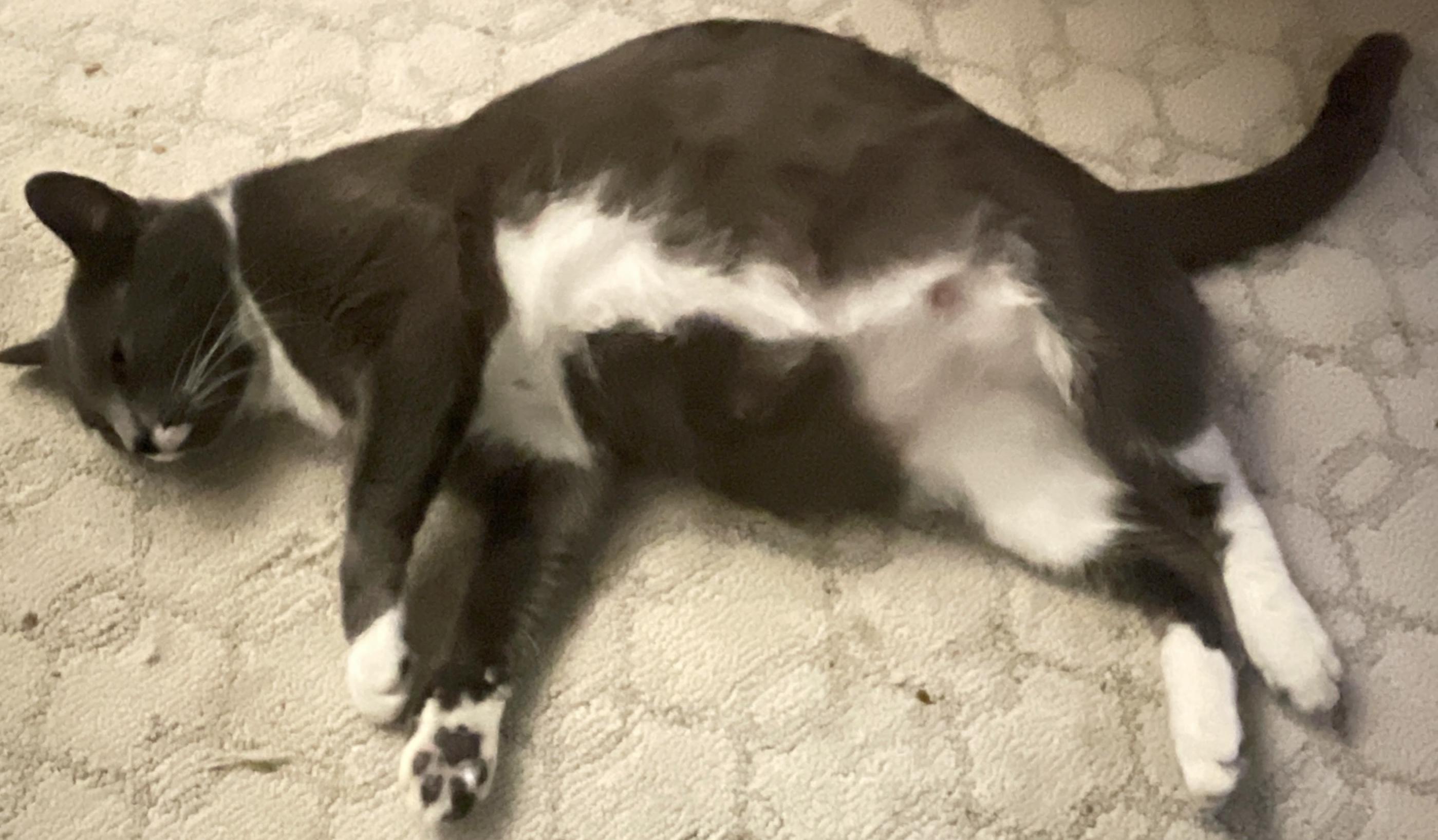 Enlarge Moon, a Adoptable Domestic Short Hair in Fayetteville, NC image 6/6