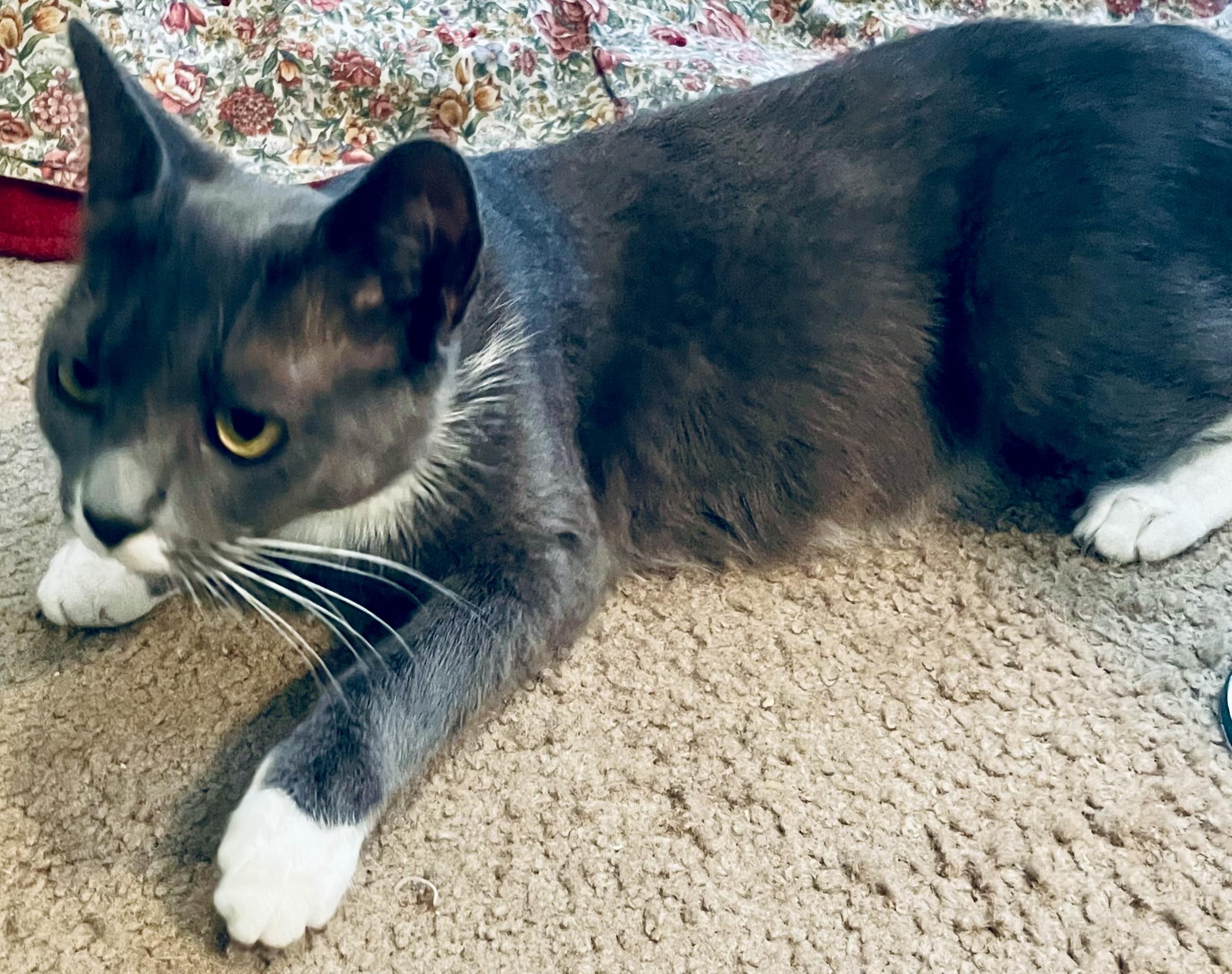 Enlarge Moon, a Adoptable Domestic Short Hair in Fayetteville, NC image 4/6