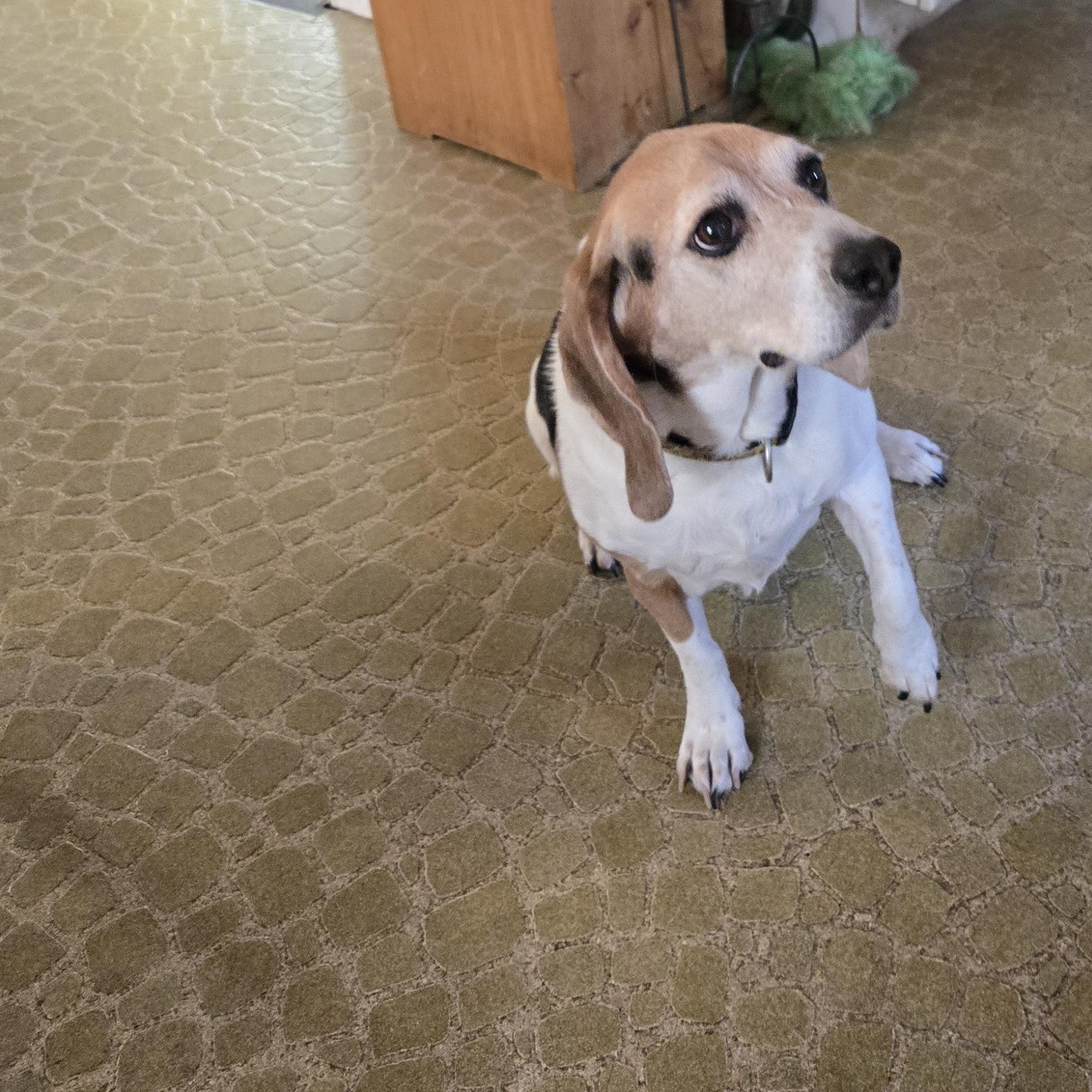 Enlarge Lilly Mae--COME MEET!, an adoptable mixed breed in Medfield, MA image 3/5