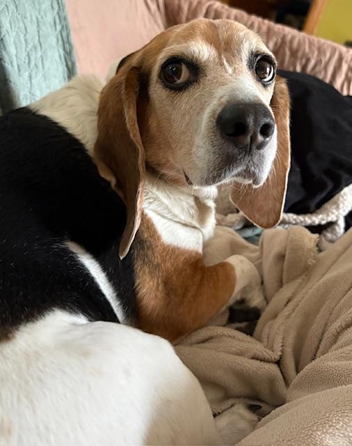 Enlarge Lilly Mae--COME MEET!, an adoptable mixed breed in Medfield, MA image 1/5