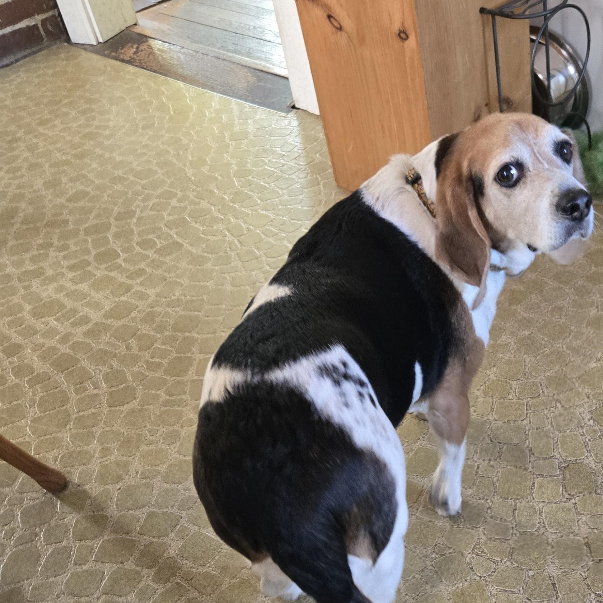 Enlarge Lilly Mae--COME MEET!, an adoptable mixed breed in Medfield, MA image 2/5