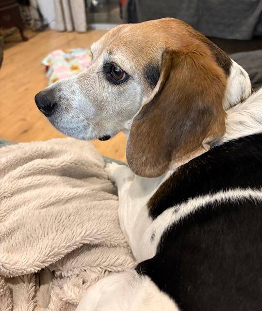 Enlarge Lilly Mae--COME MEET!, an adoptable mixed breed in Medfield, MA image 5/5