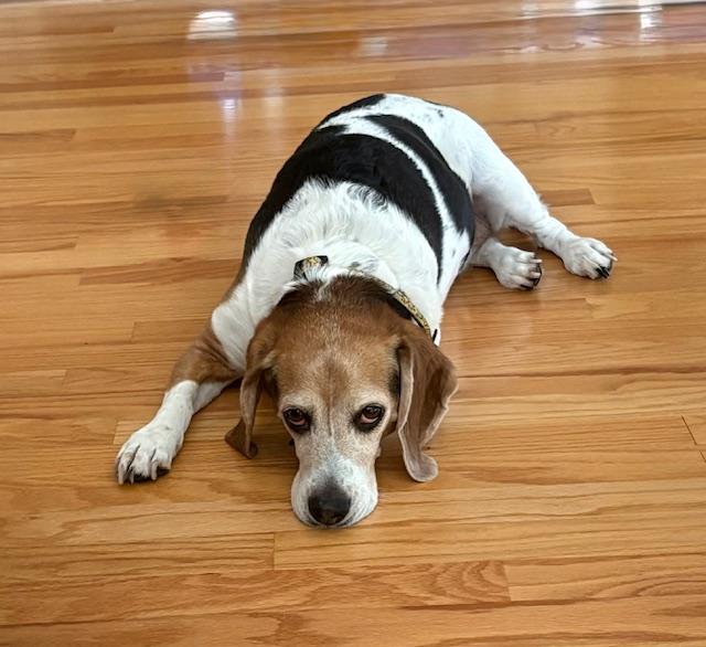 Enlarge Lilly Mae--COME MEET!, an adoptable mixed breed in Medfield, MA image 4/5