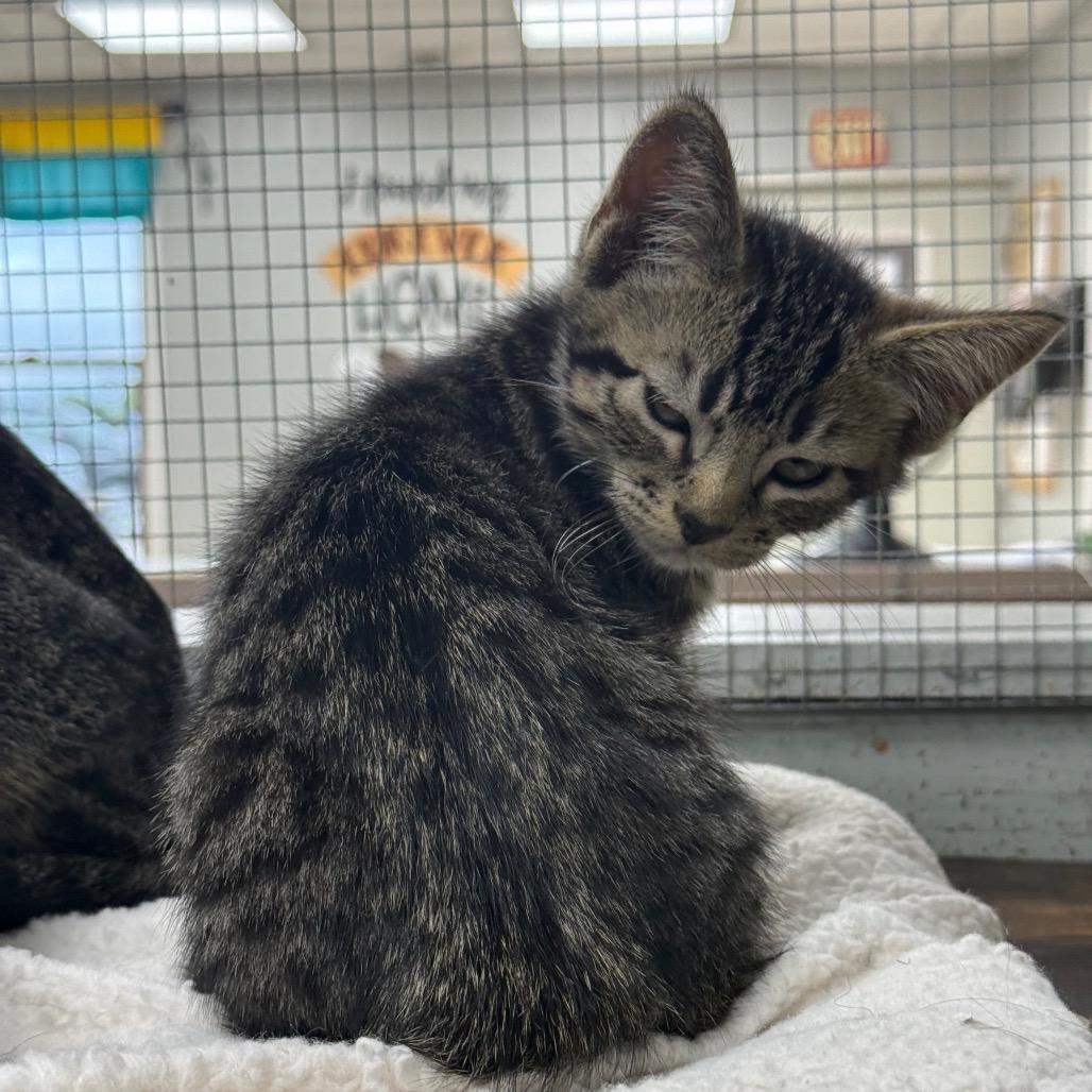 Enlarge Allan, a Adoptable Domestic Short Hair in Chariton, IA image 1/6