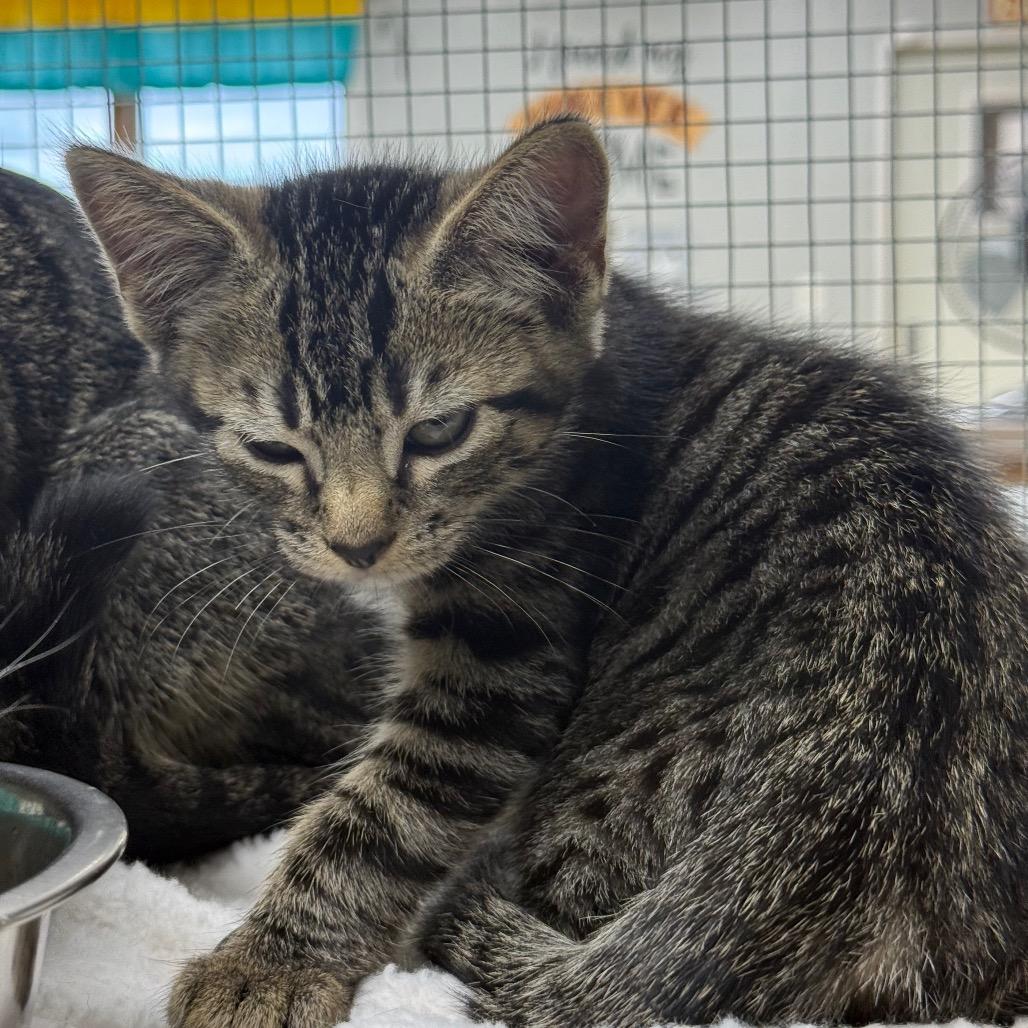 Enlarge Allan, a Adoptable Domestic Short Hair in Chariton, IA image 2/6