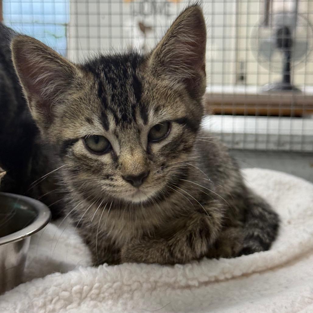 Enlarge Allan, a Adoptable Domestic Short Hair in Chariton, IA image 3/6