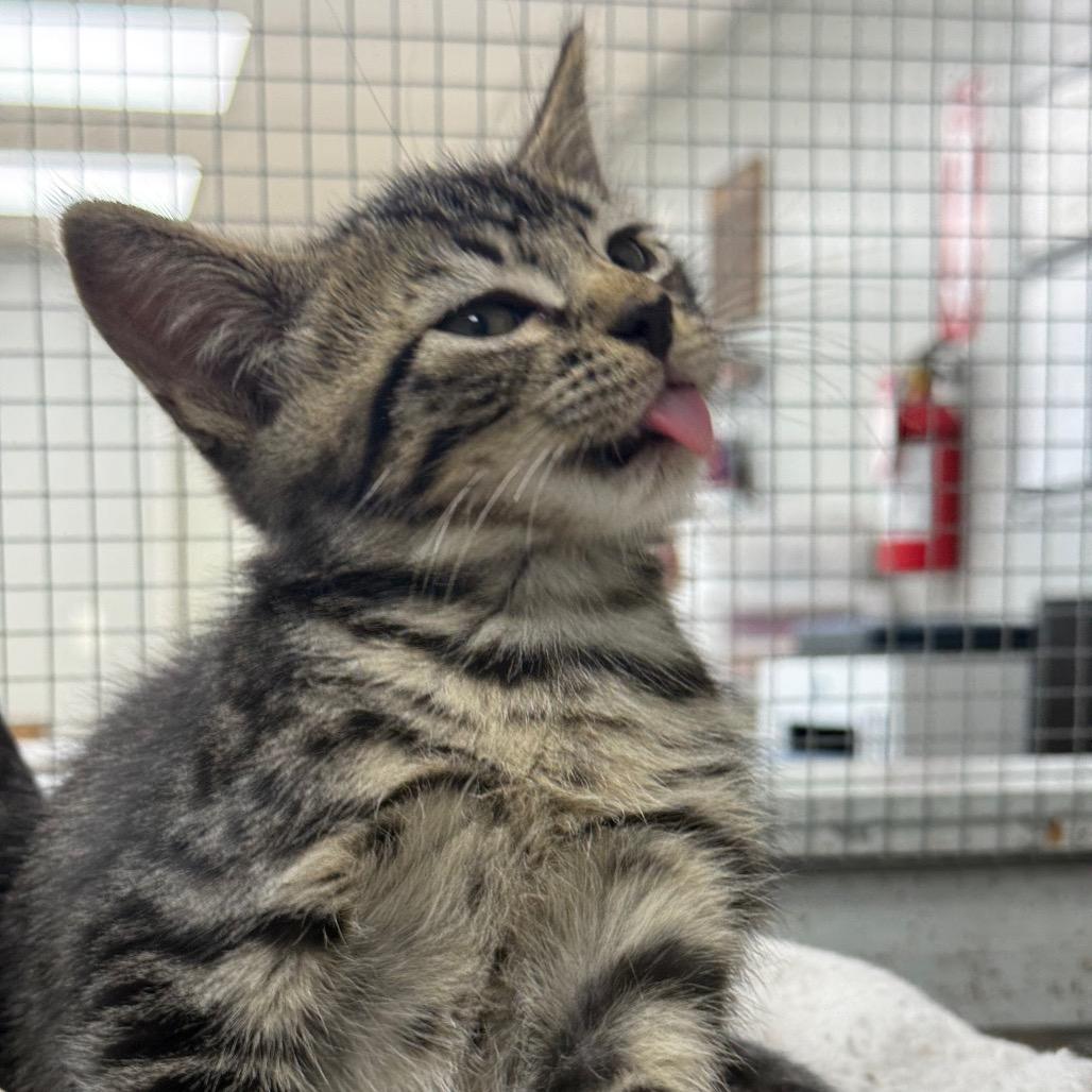 Enlarge Allan, a Adoptable Domestic Short Hair in Chariton, IA image 4/6