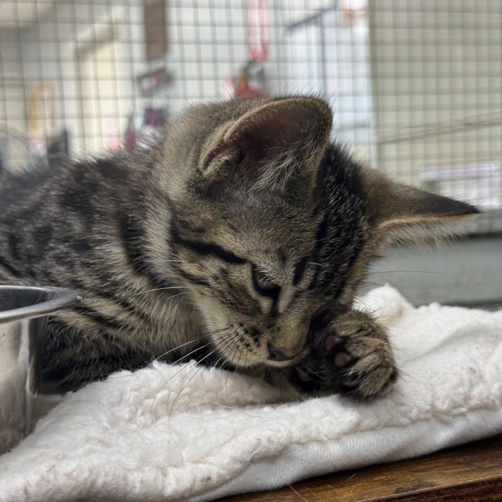 Enlarge Allan, a Adoptable Domestic Short Hair in Chariton, IA image 5/6