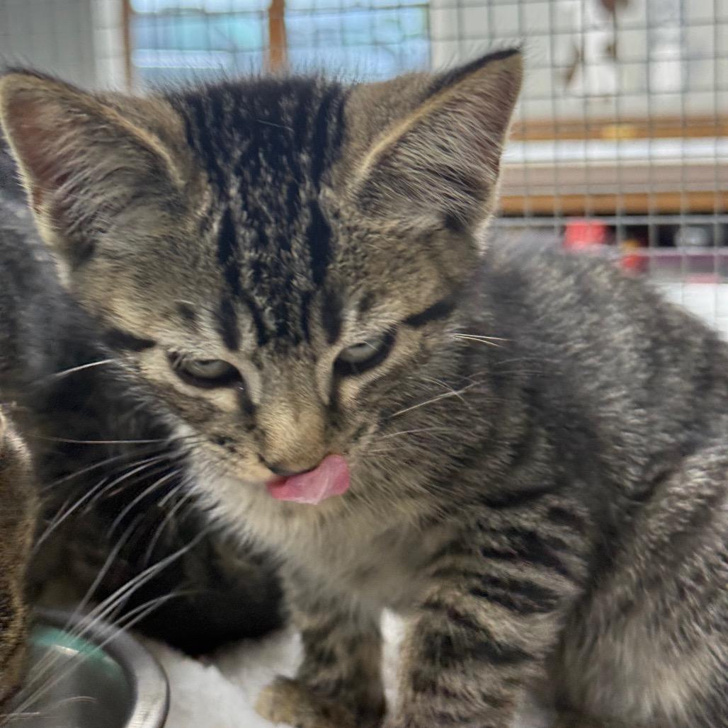 Enlarge Allan, a Adoptable Domestic Short Hair in Chariton, IA image 6/6