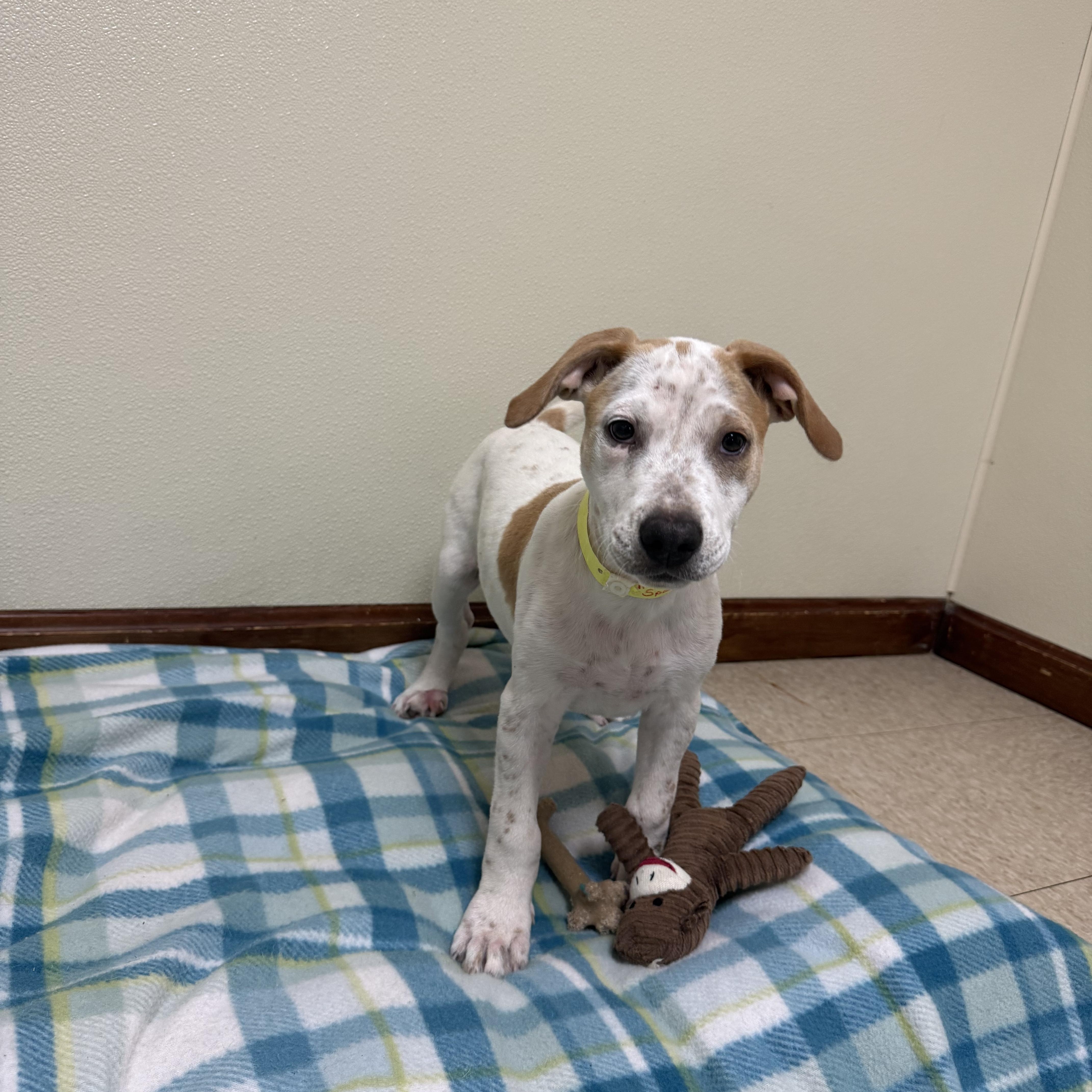 Enlarge Sparky, a ADOPTABLE mixed breed in Douglas, MA image 4/5