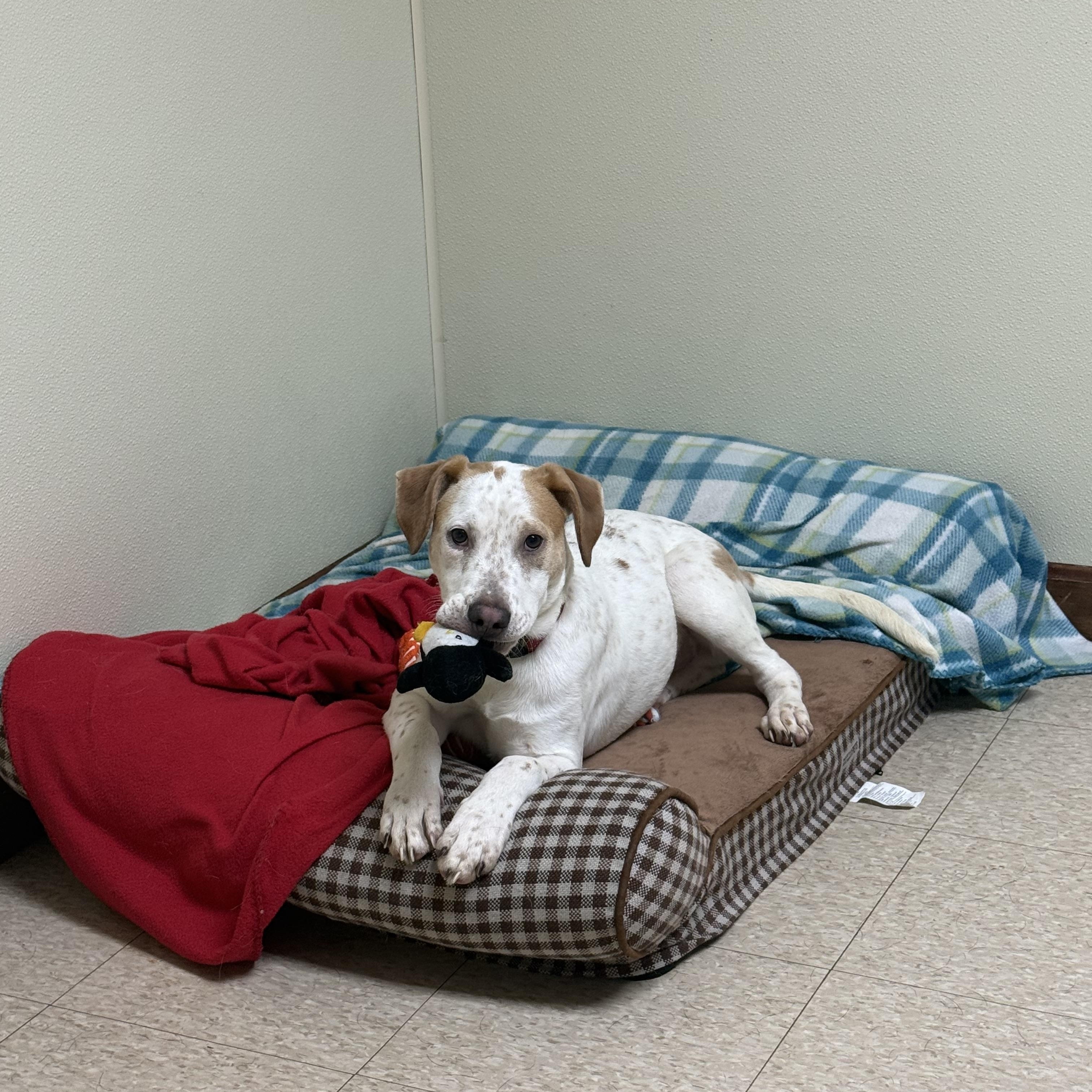 Sparky, a ADOPTABLE mixed breed in Douglas, MA image 5/6