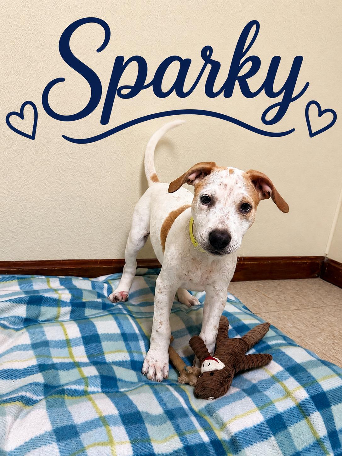 Enlarge Sparky, a ADOPTABLE mixed breed in Douglas, MA image 1/5