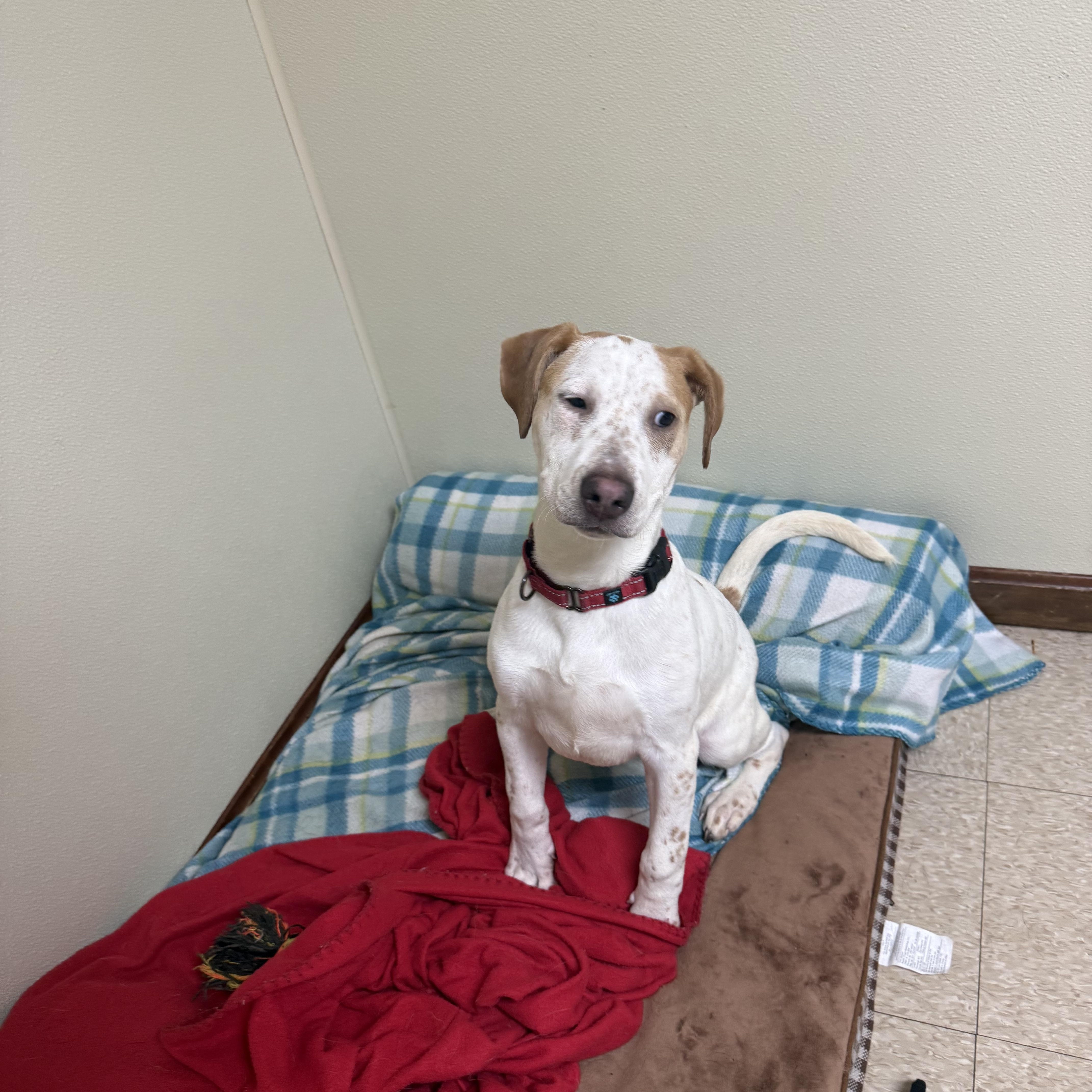 Sparky, a ADOPTABLE mixed breed in Douglas, MA image 3/6