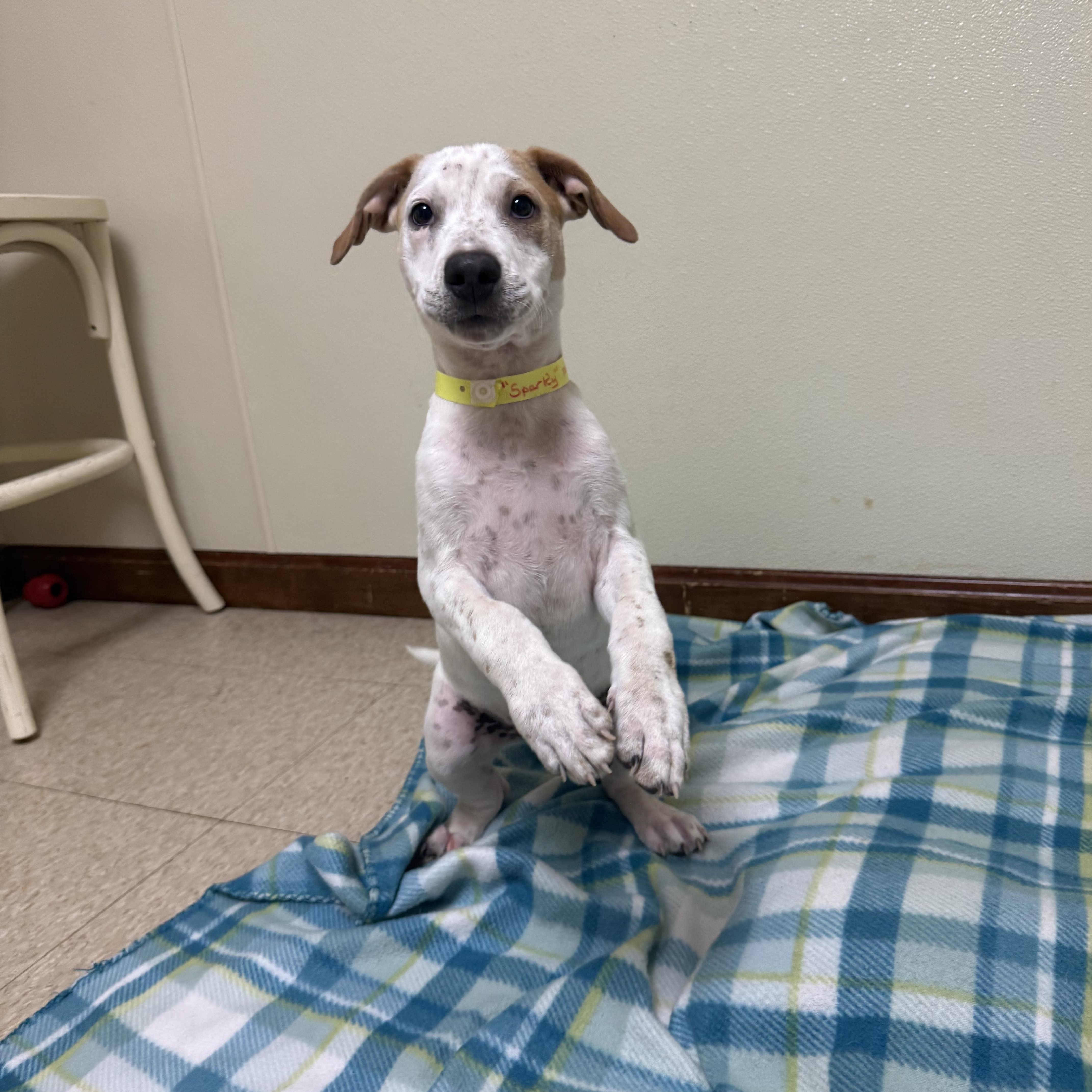 Enlarge Sparky, a ADOPTABLE mixed breed in Douglas, MA image 5/5