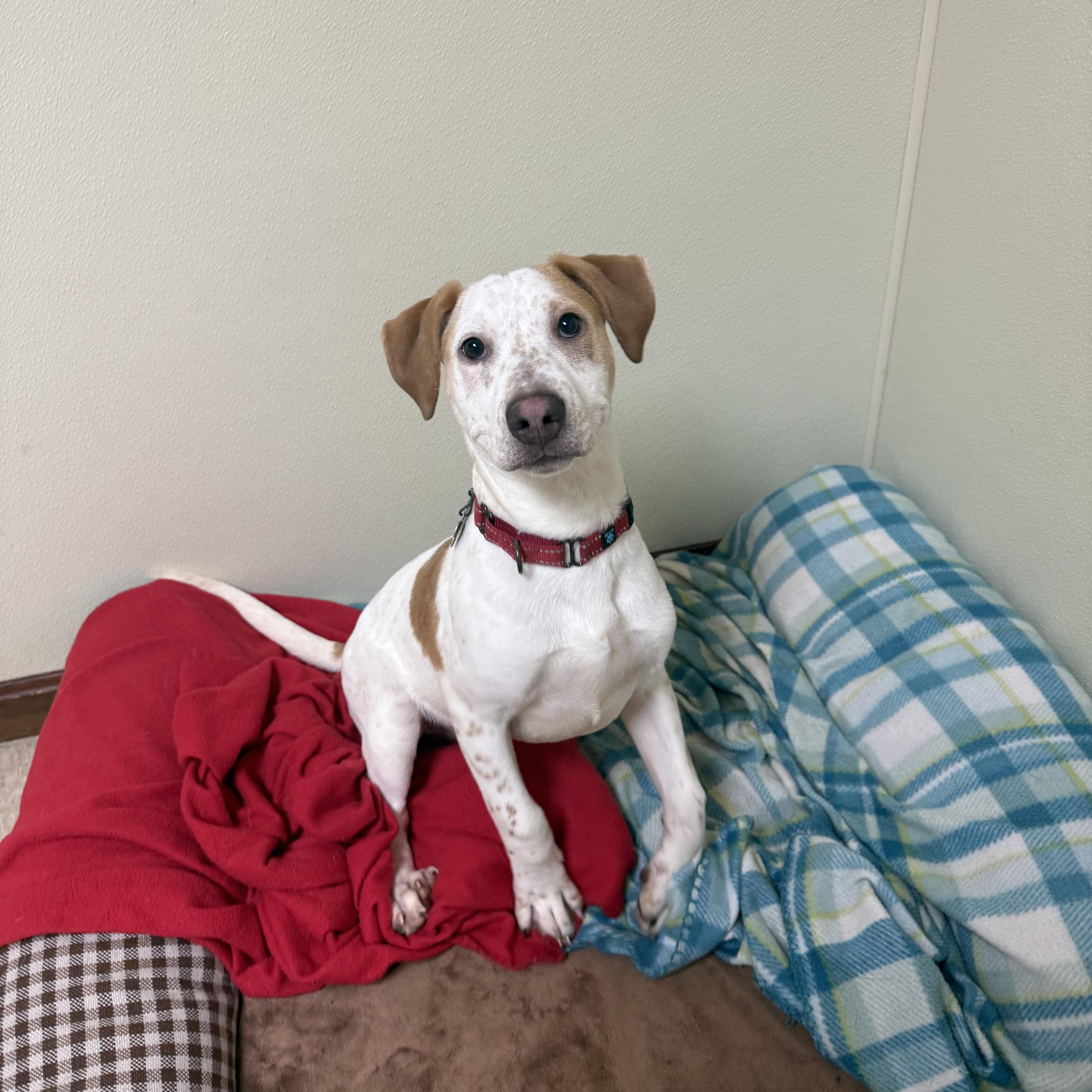 Sparky, a ADOPTABLE mixed breed in Douglas, MA image 6/6
