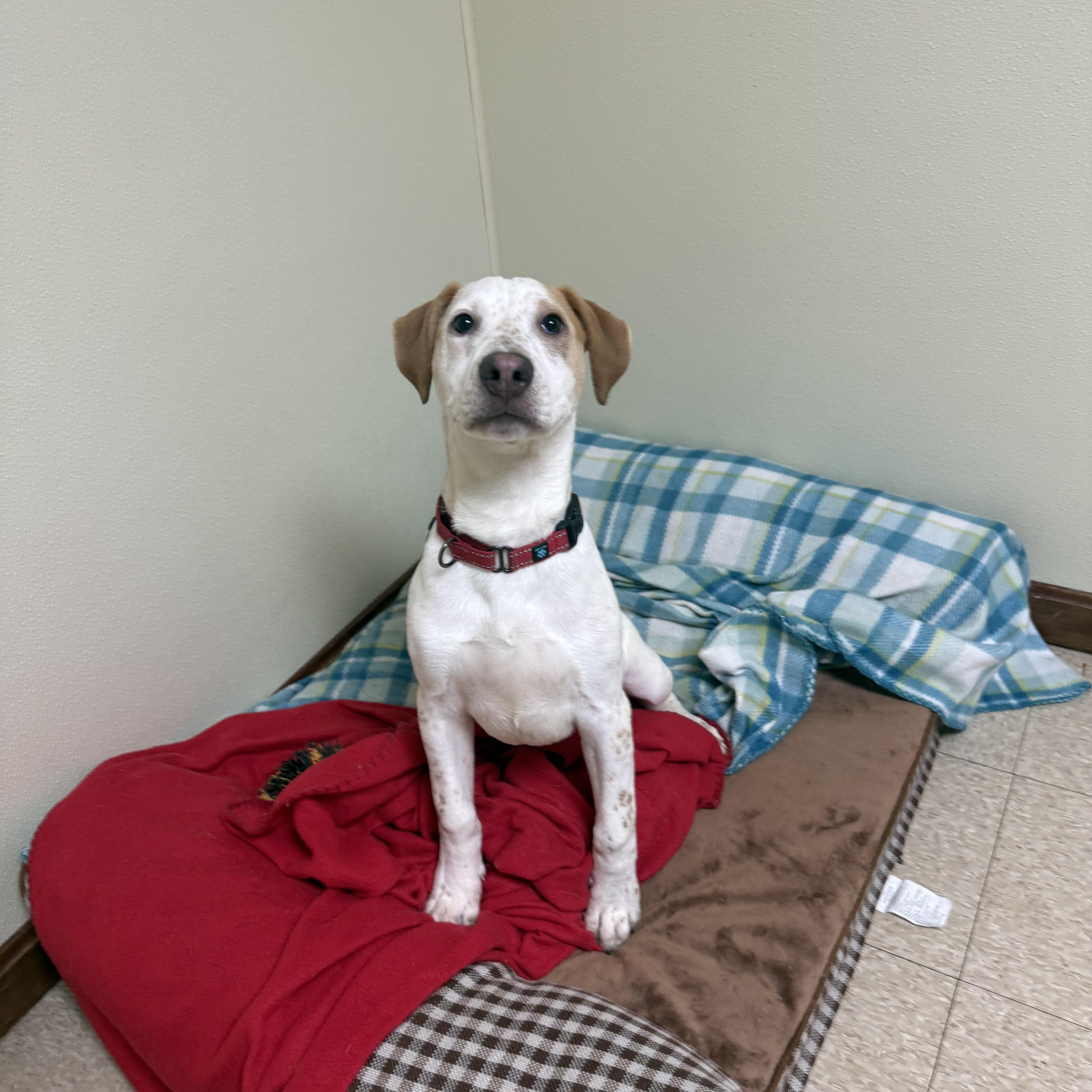 Sparky, a ADOPTABLE mixed breed in Douglas, MA image 2/6