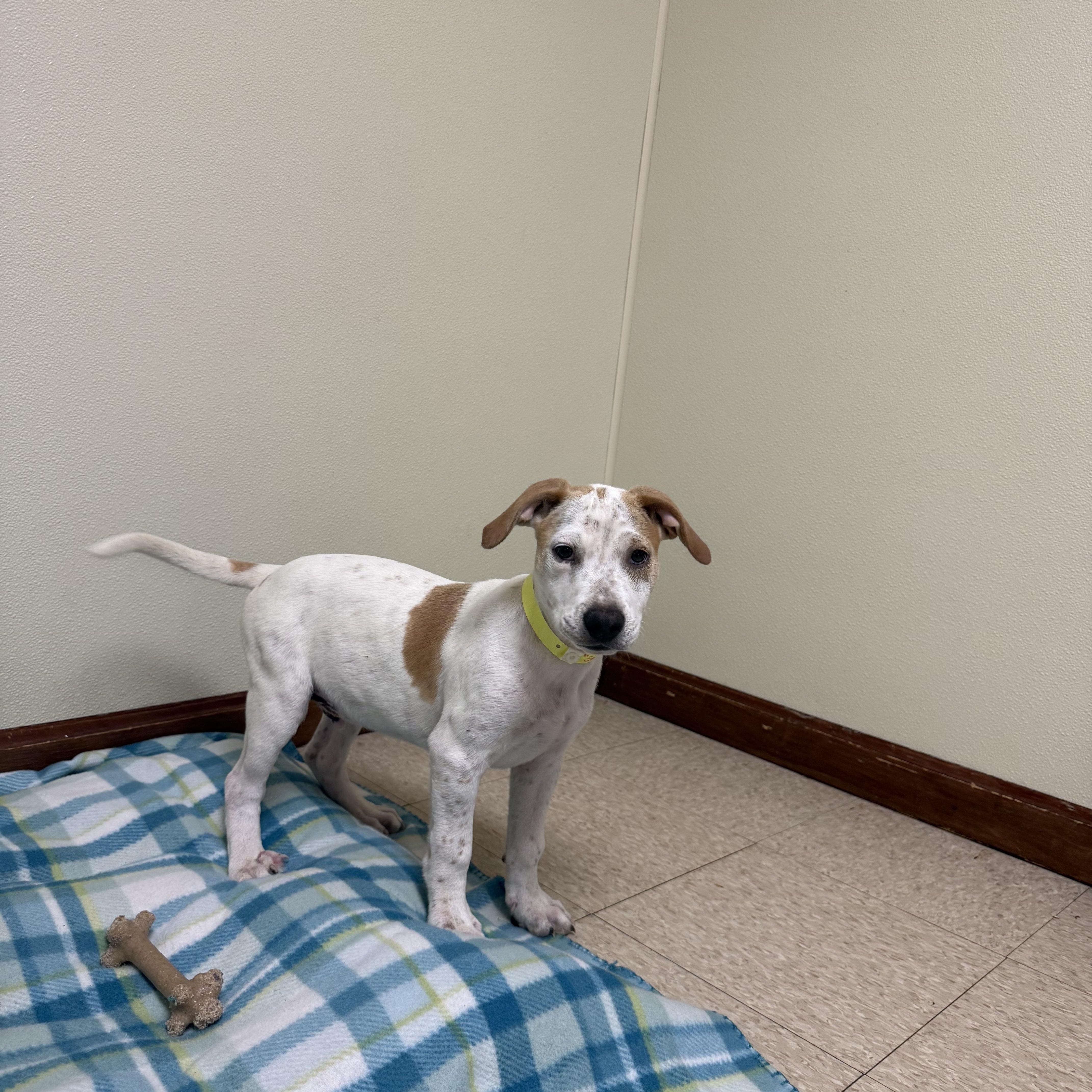 Enlarge Sparky, a ADOPTABLE mixed breed in Douglas, MA image 2/5