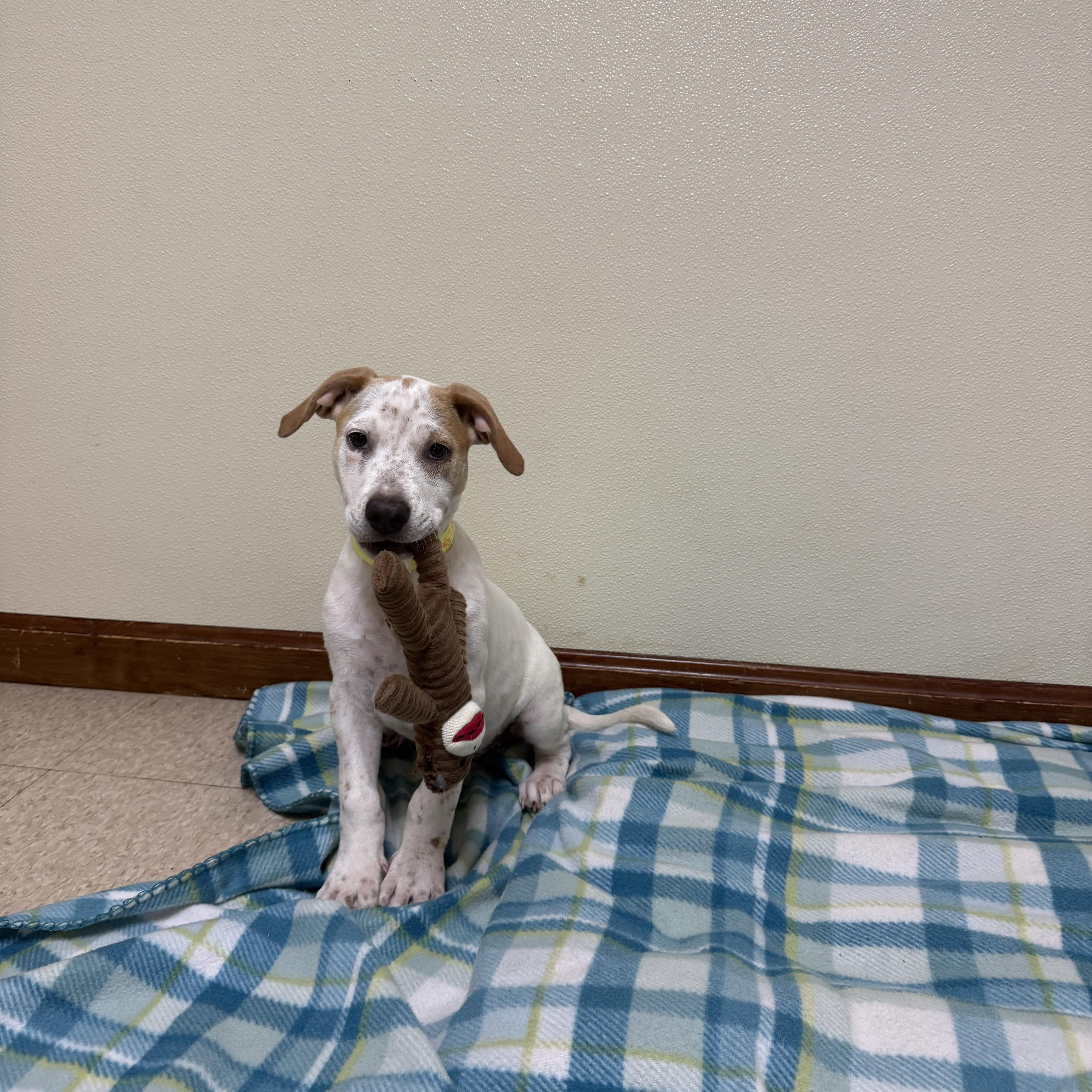 Enlarge Sparky, a ADOPTABLE mixed breed in Douglas, MA image 3/5