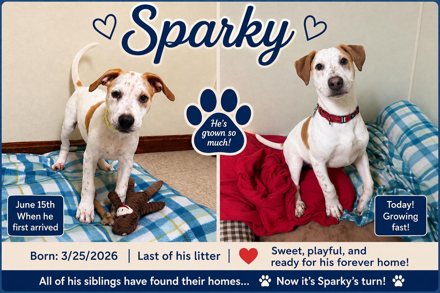 Sparky, ADOPTABLE, Puppy Male Hound & Terrier.