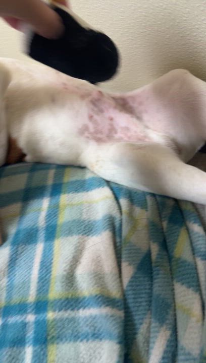 Enlarge Sparky, a ADOPTABLE mixed breed in Douglas, MA video 4/6
