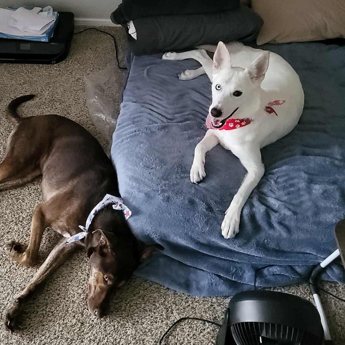 Enlarge Jone, a Adopted mixed breed in Winchester, VA image 4/5