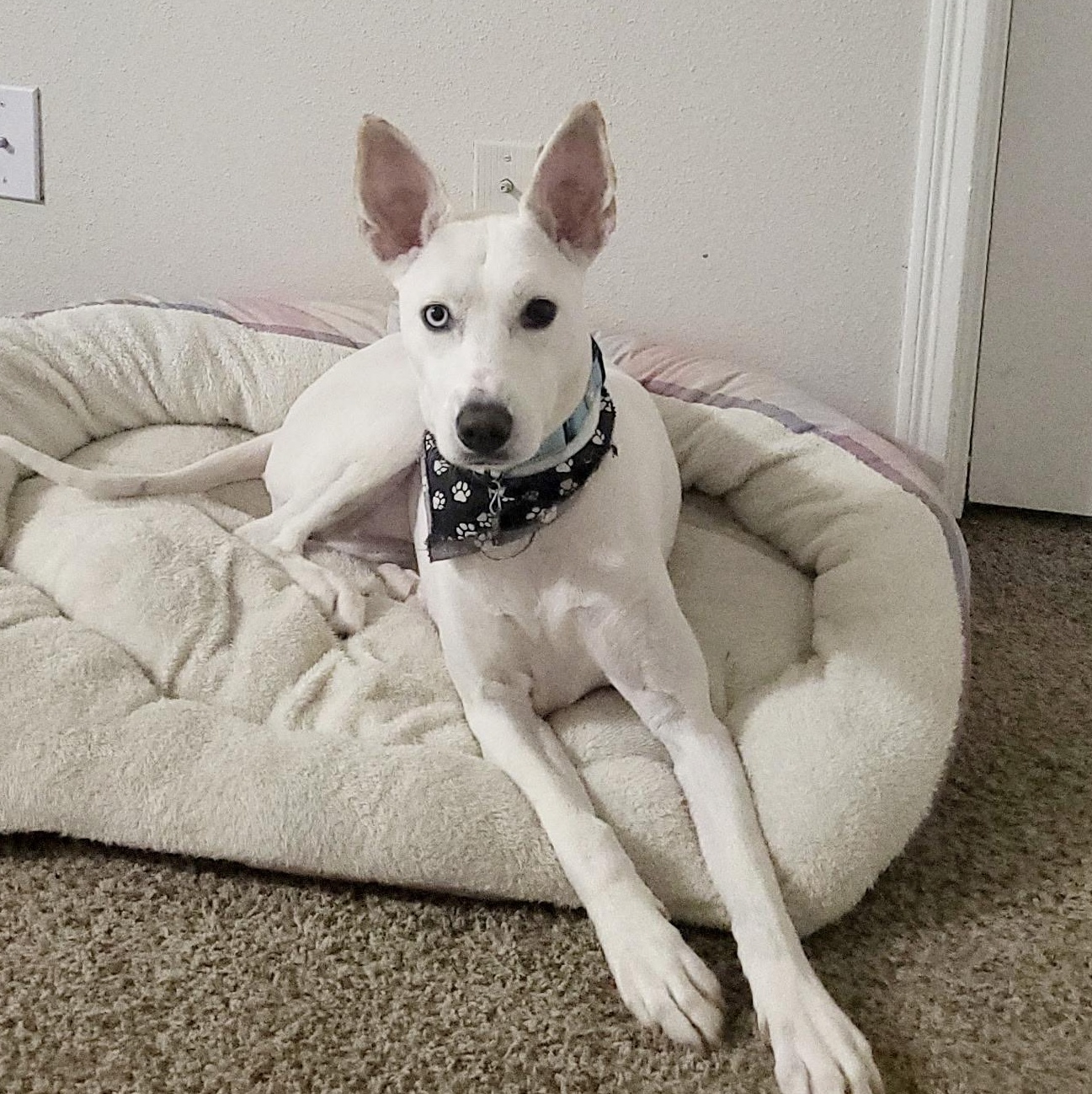 Enlarge Jone, a Adopted mixed breed in Winchester, VA image 2/5